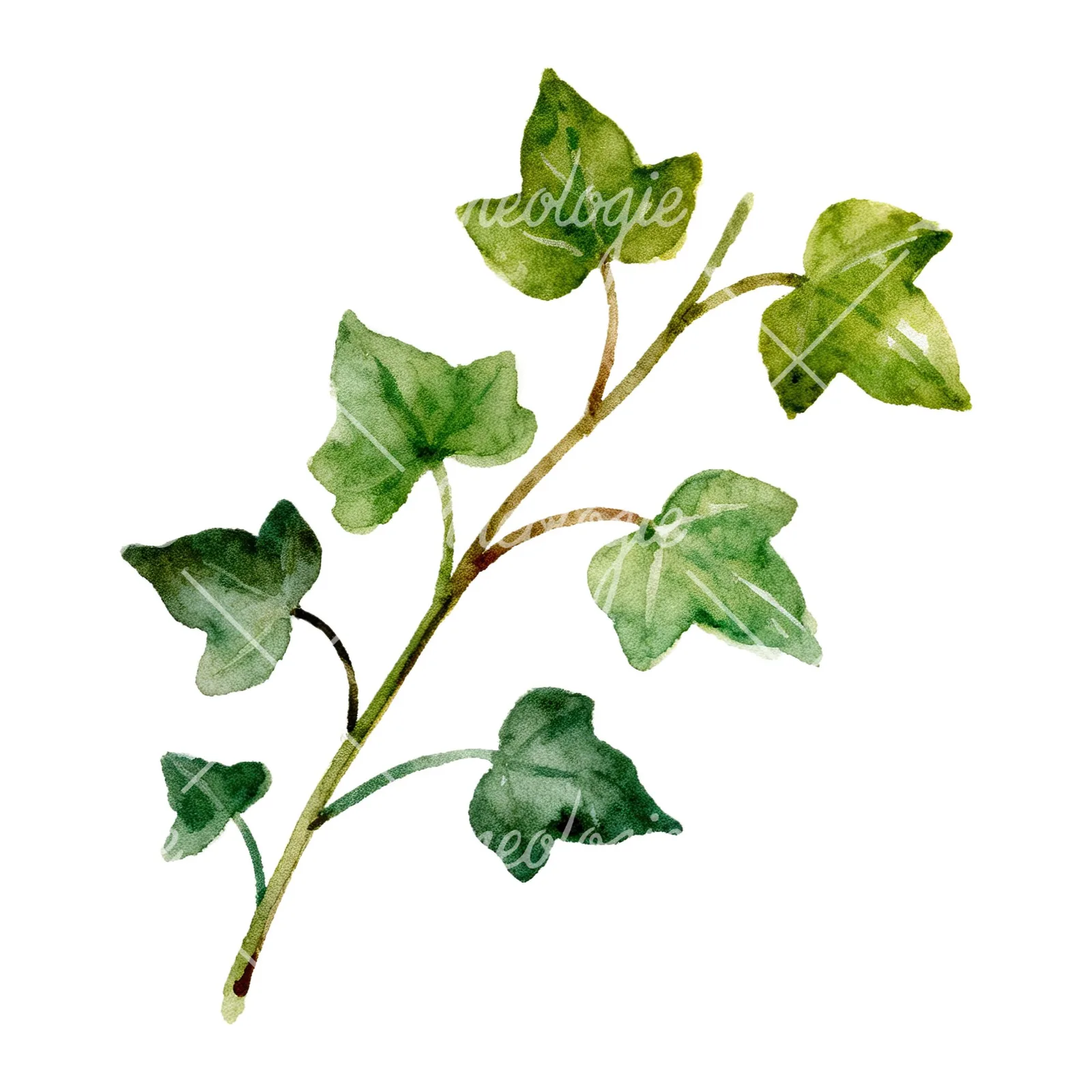 Watercolor ivy branch clipart 6 of 6 on a white background (JPG)