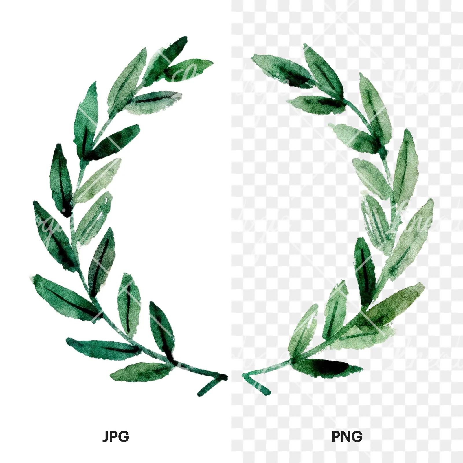 Watercolor green laurel wreath clipart 1 of 6, as a JPG on white and a transparent PNG