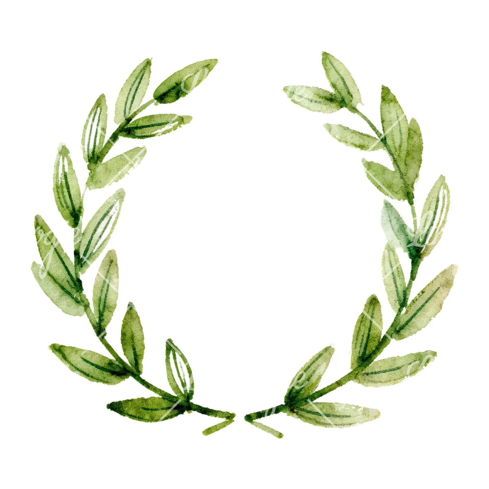 Watercolor green laurel wreath clipart 2 of 6 on a white background (JPG)