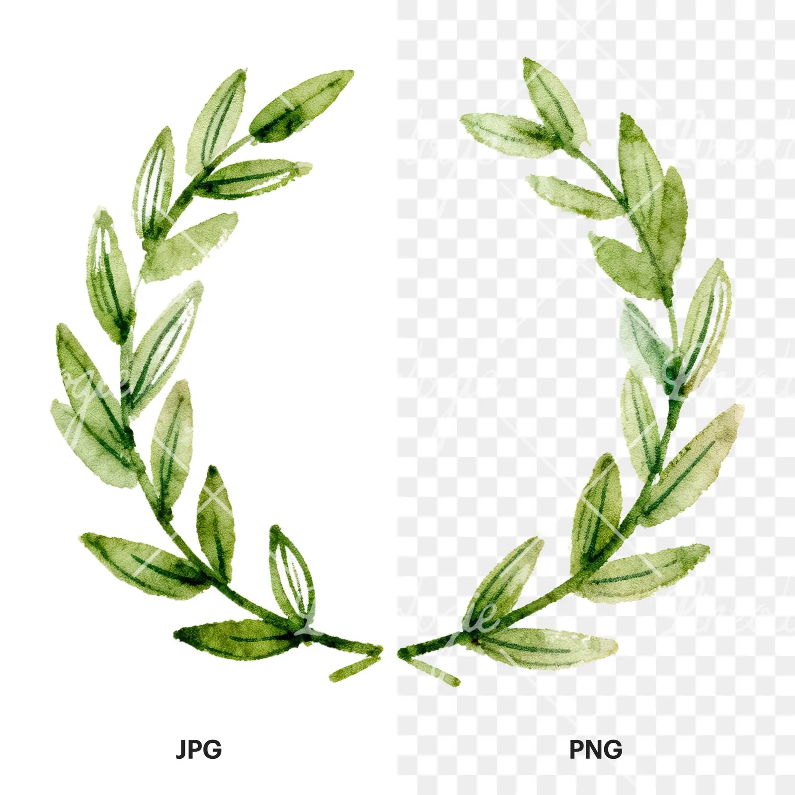 Watercolor green laurel wreath clipart 2 of 6, as a JPG on white and a transparent PNG