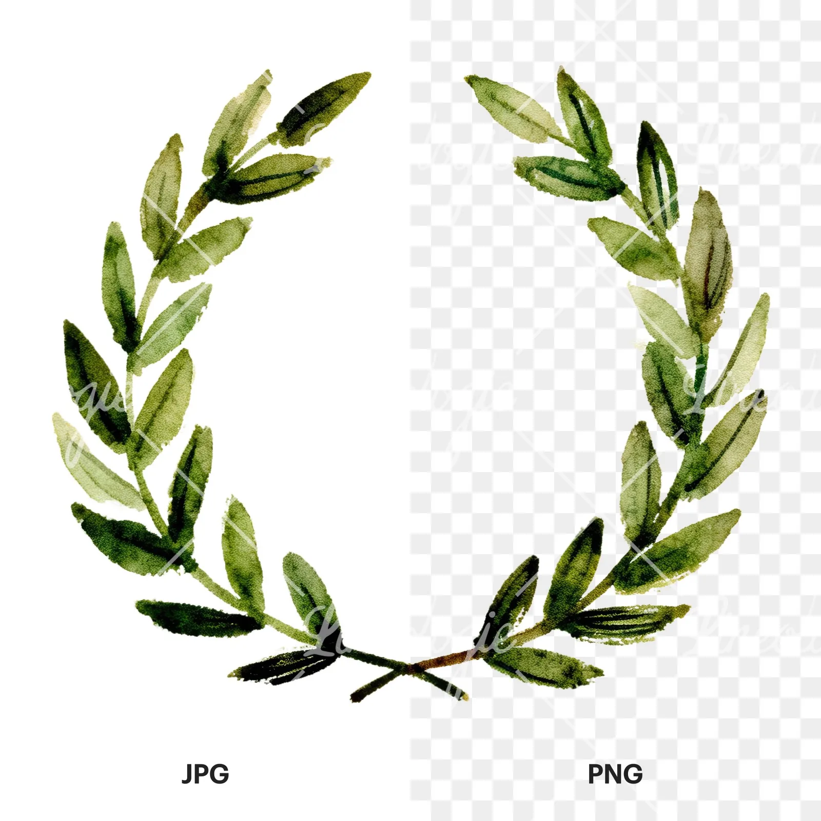 Watercolor green laurel wreath clipart 3 of 6, as a JPG on white and a transparent PNG