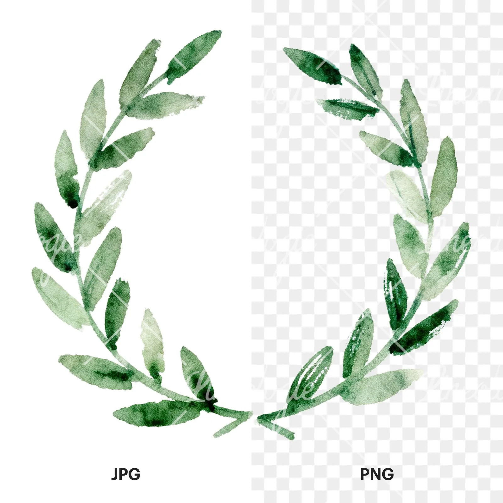 Watercolor green laurel wreath clipart 4 of 6, as a JPG on white and a transparent PNG