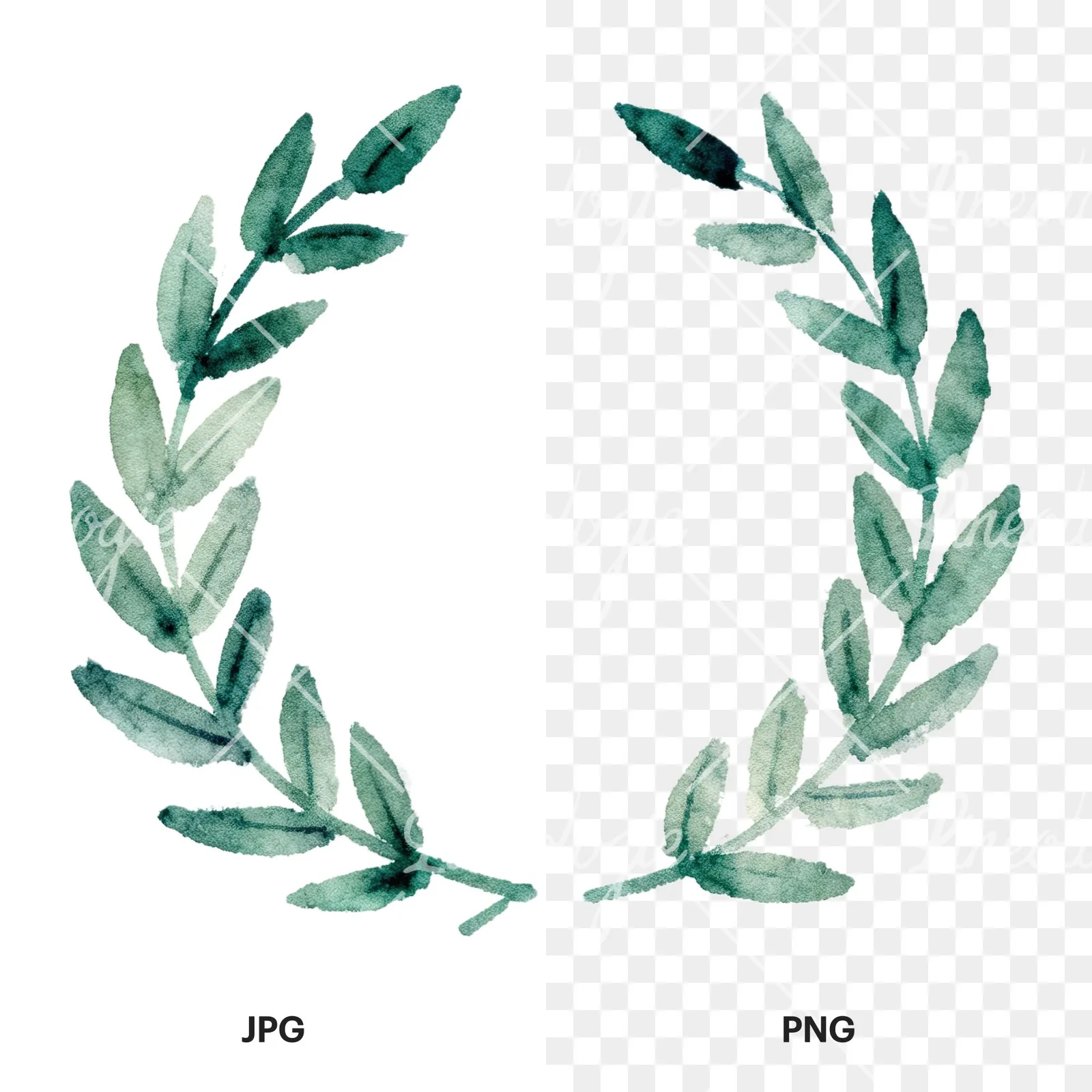 Watercolor green laurel wreath clipart 5 of 6, as a JPG on white and a transparent PNG
