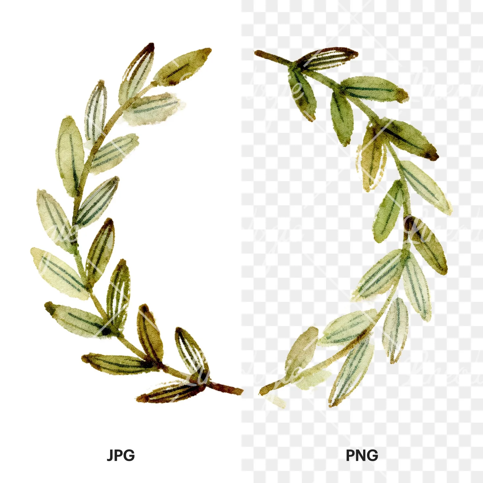 Watercolor green laurel wreath clipart 6 of 6, as a JPG on white and a transparent PNG
