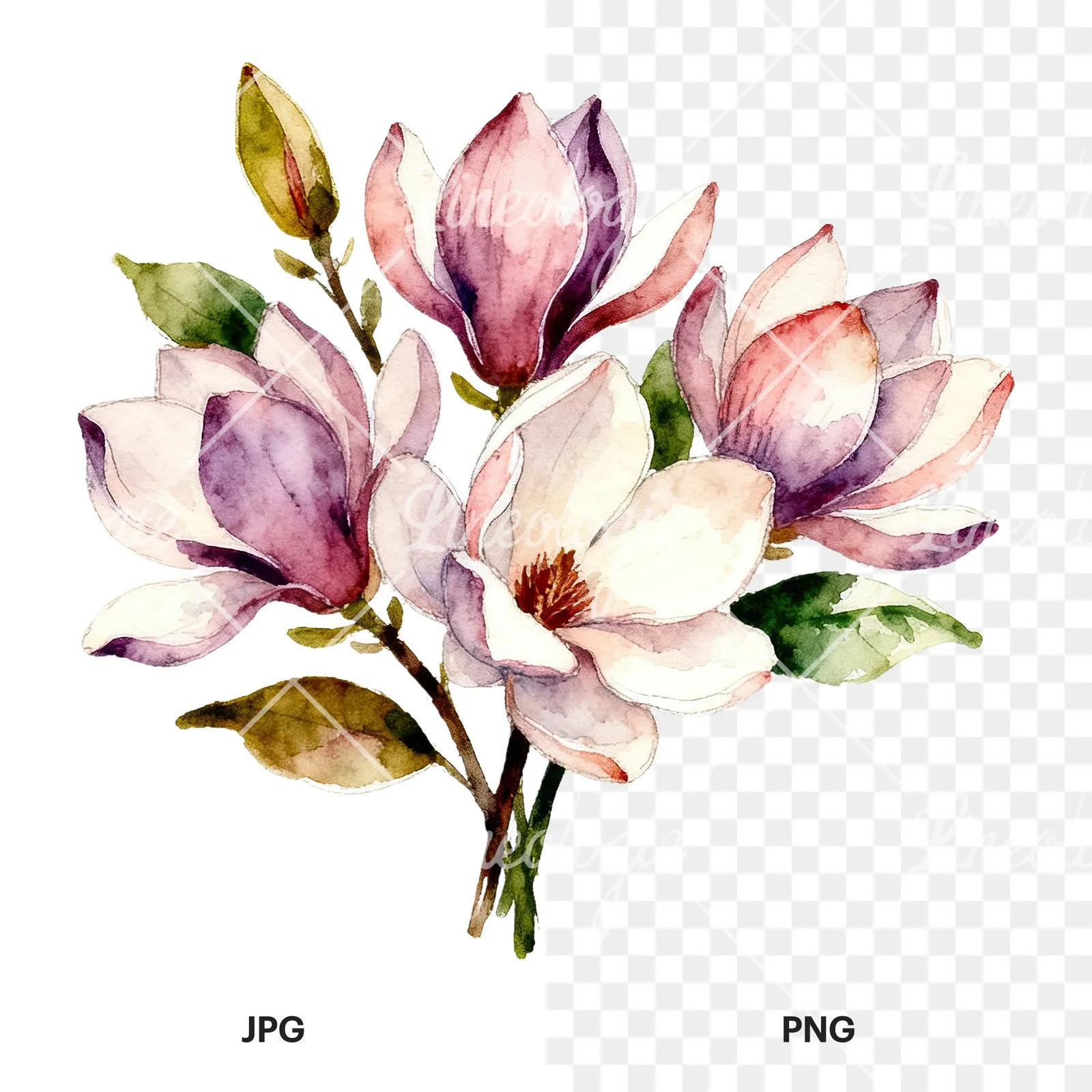 Watercolor cream pink and blue magnolia bouquet clipart 2 of 6, as a JPG on white and a transparent PNG