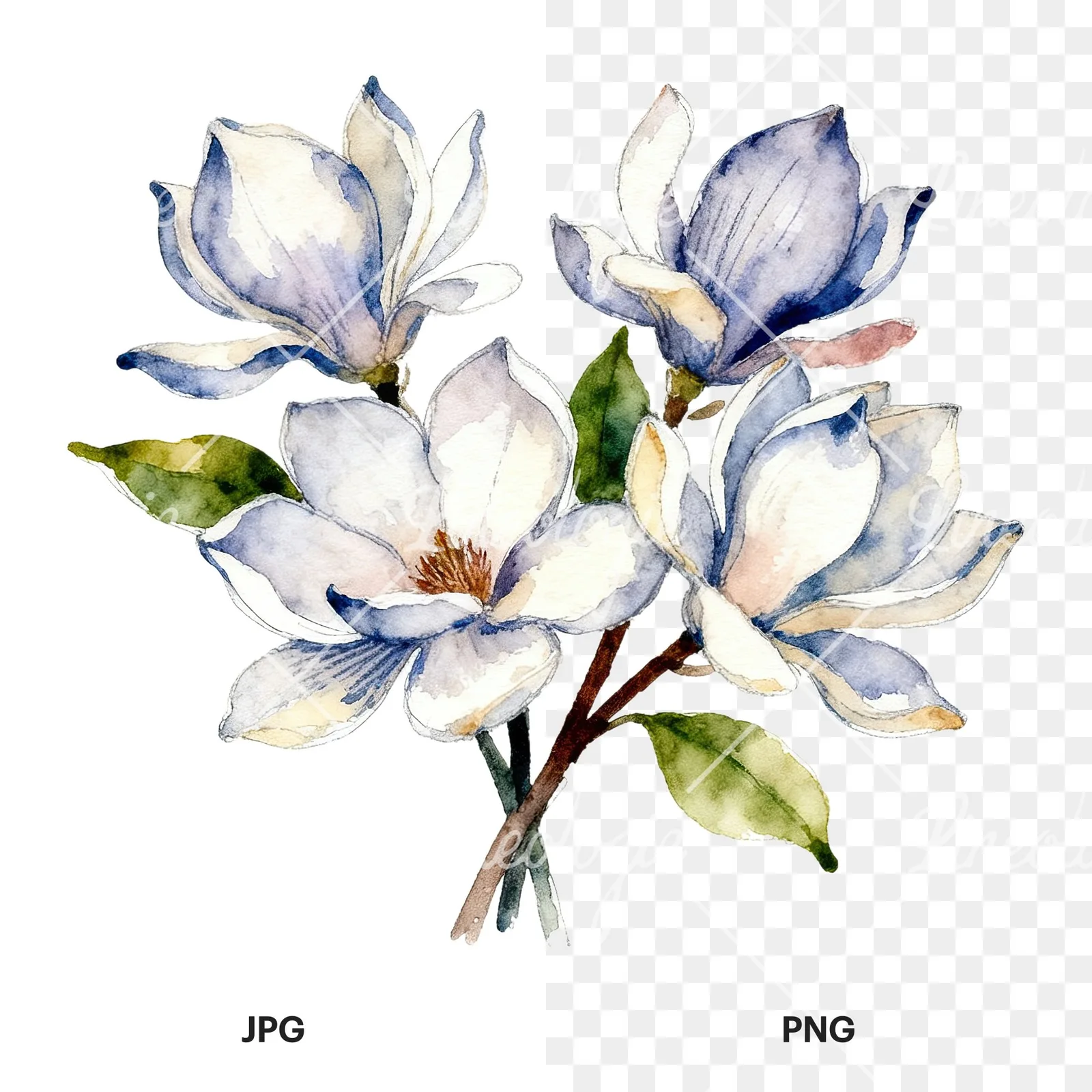 Watercolor cream pink and blue magnolia bouquet clipart 3 of 6, as a JPG on white and a transparent PNG