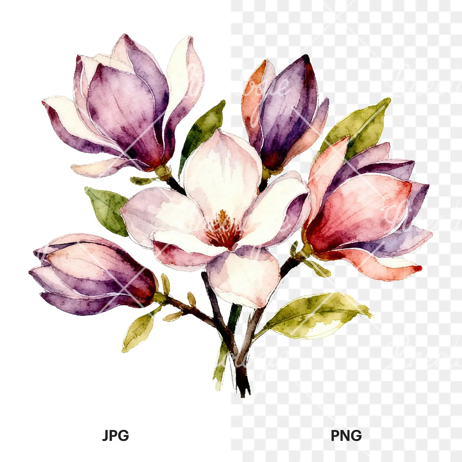 Watercolor cream pink and blue magnolia bouquet clipart 6 of 6, as a JPG on white and a transparent PNG