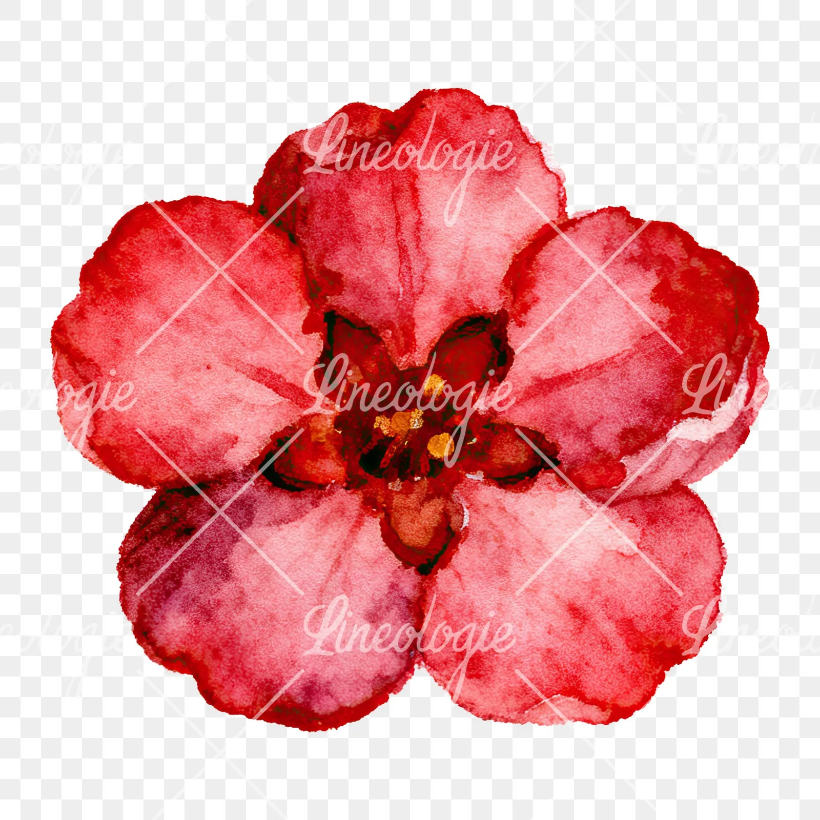 Watercolor single plum blossom clipart 4 of 6 on a transparent background (PNG)