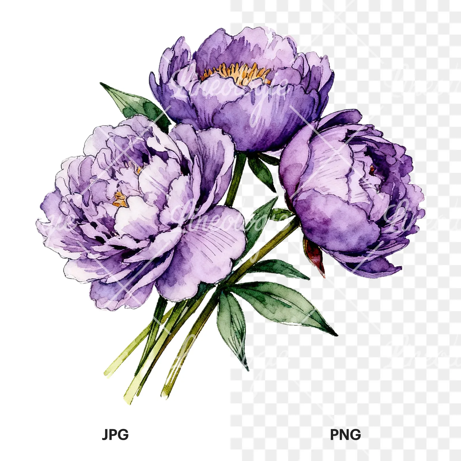 Watercolor purple peony bouquet with buds clipart 4 of 6, as a JPG on white and a transparent PNG