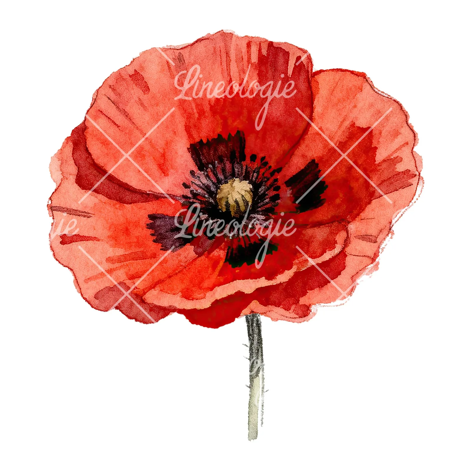 Watercolor red poppy flower clipart 1 of 6 on a white background (JPG)