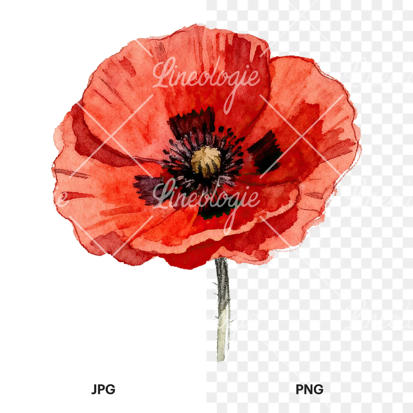 Watercolor red poppy flower clipart 1 of 6, as a JPG on white and a transparent PNG