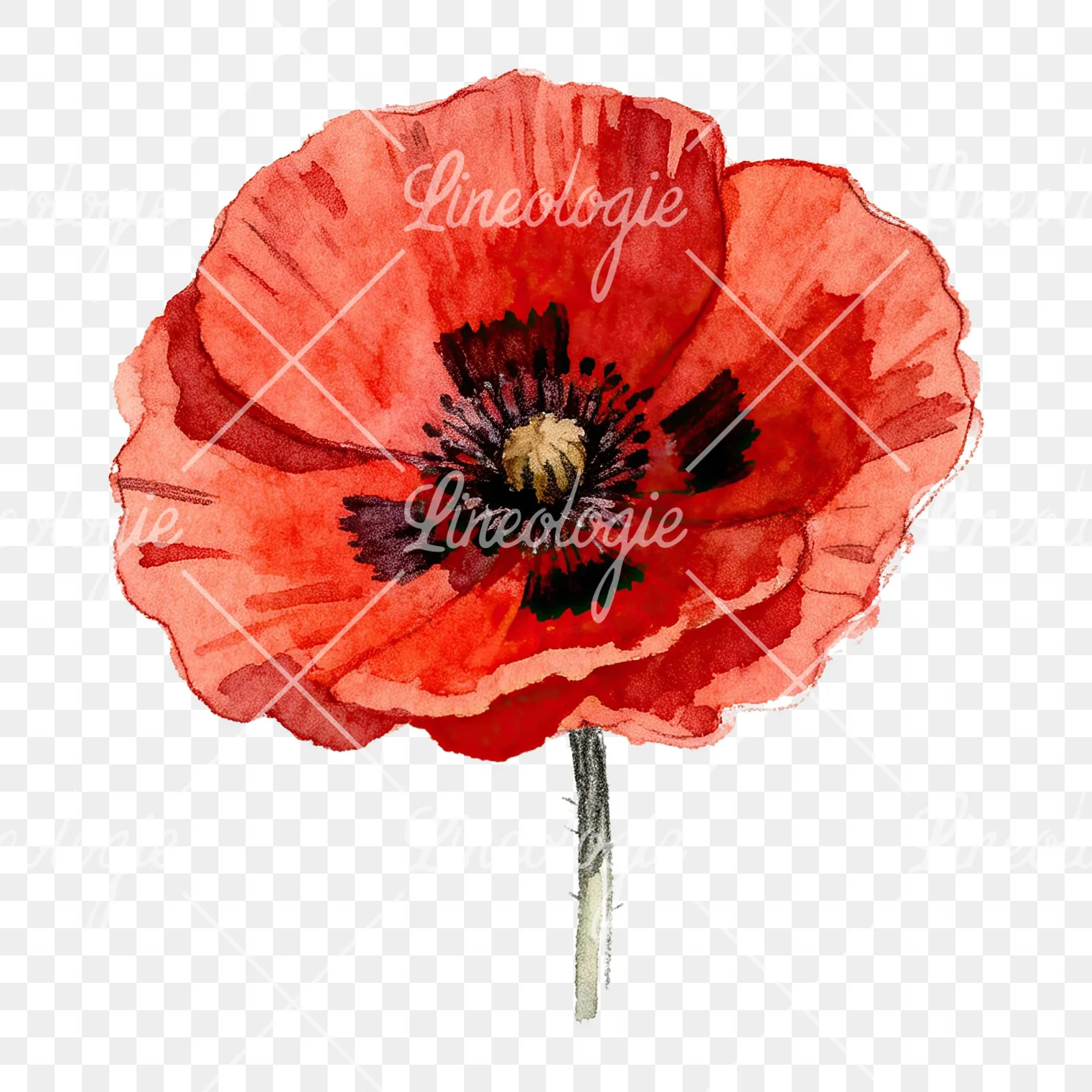 Watercolor red poppy flower clipart 1 of 6 on a transparent background (PNG)