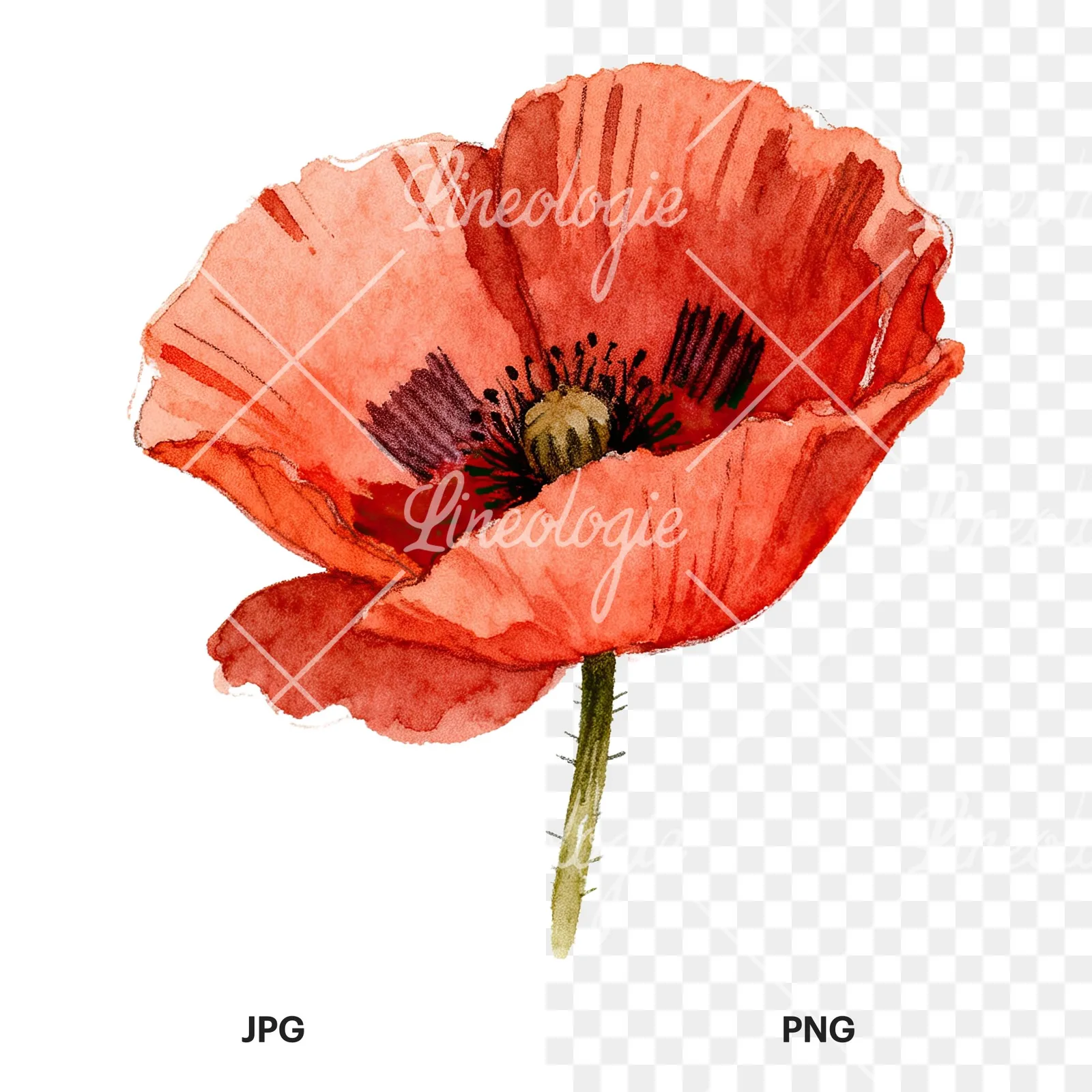 Watercolor red poppy flower clipart 2 of 6, as a JPG on white and a transparent PNG