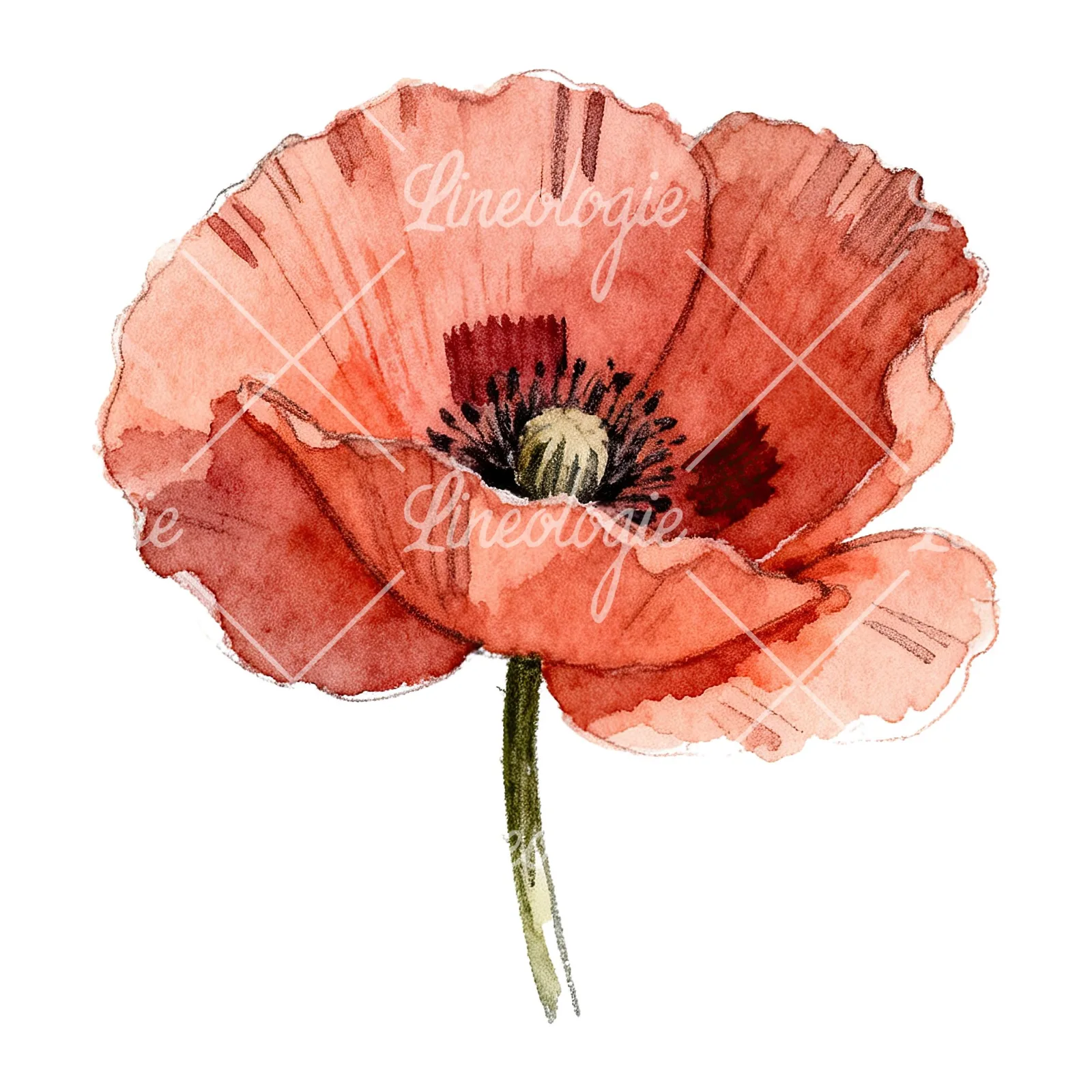 Watercolor red poppy flower clipart 3 of 6 on a white background (JPG)