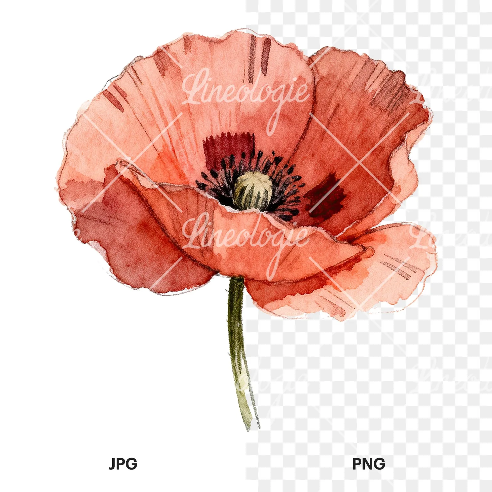Watercolor red poppy flower clipart 3 of 6, as a JPG on white and a transparent PNG