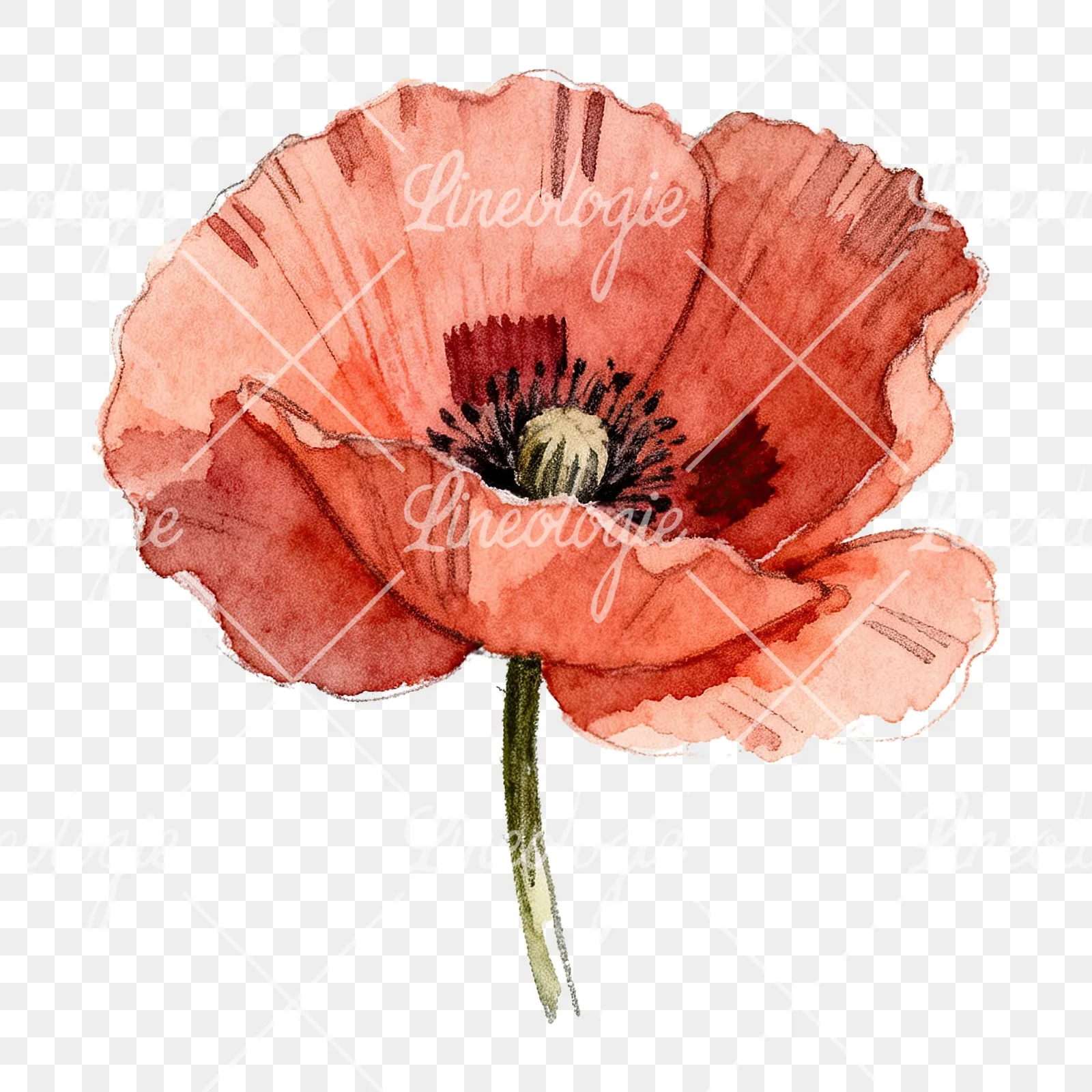 Watercolor red poppy flower clipart 3 of 6 on a transparent background (PNG)