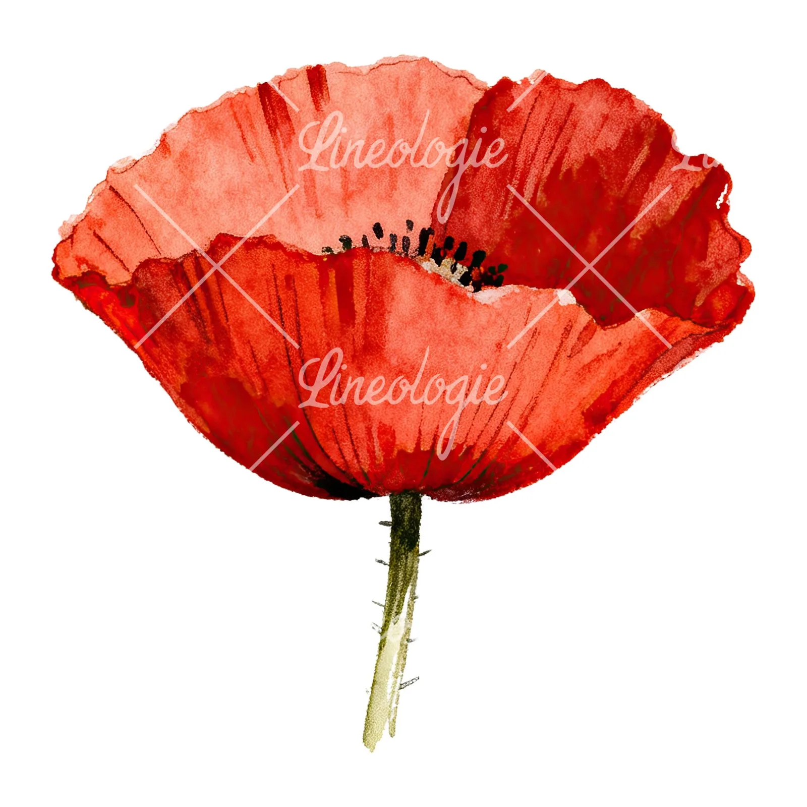 Watercolor red poppy flower clipart 4 of 6 on a white background (JPG)