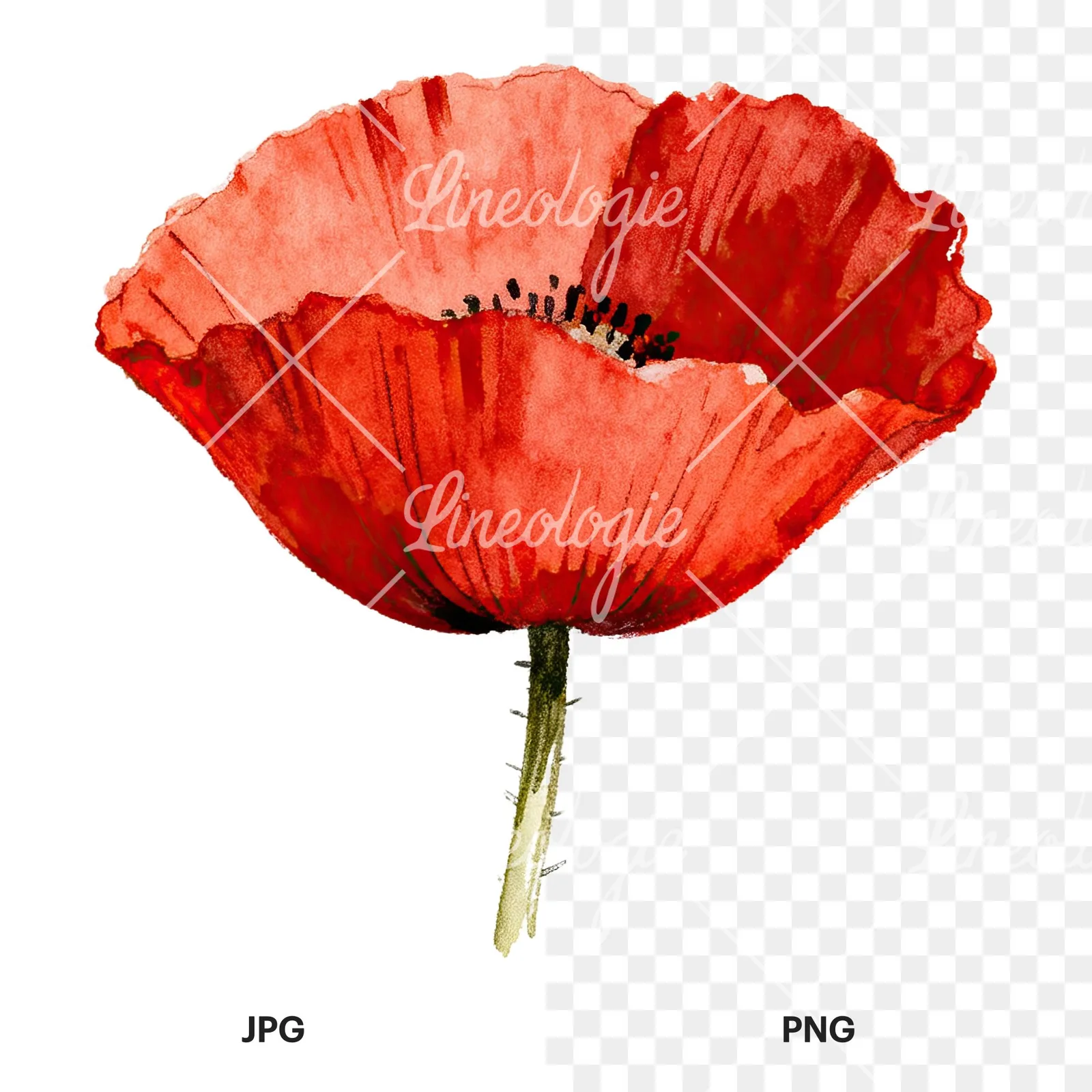 Watercolor red poppy flower clipart 4 of 6, as a JPG on white and a transparent PNG