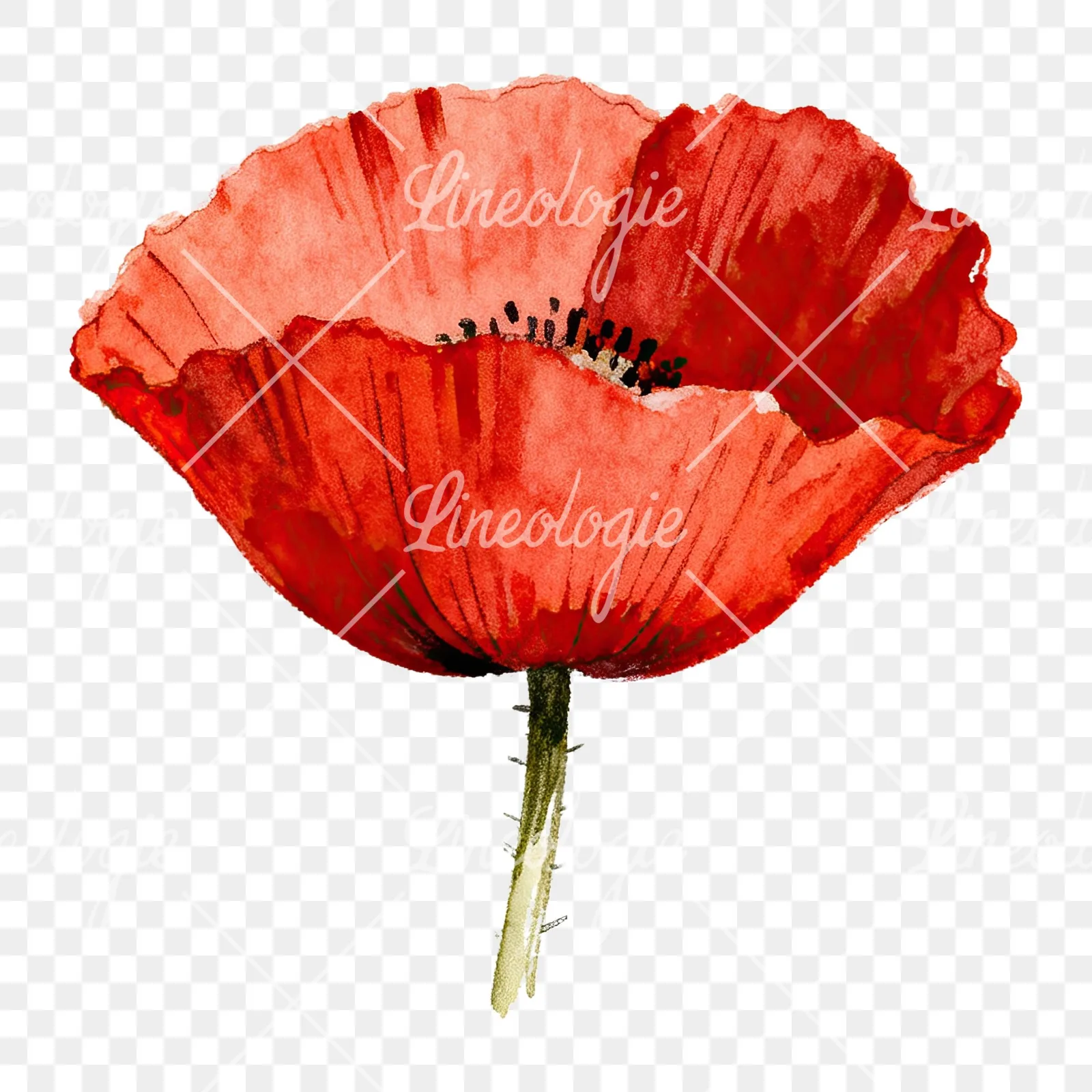Watercolor red poppy flower clipart 4 of 6 on a transparent background (PNG)