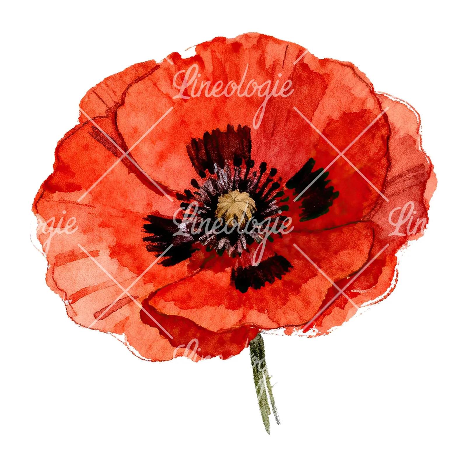 Watercolor red poppy flower clipart 5 of 6 on a white background (JPG)