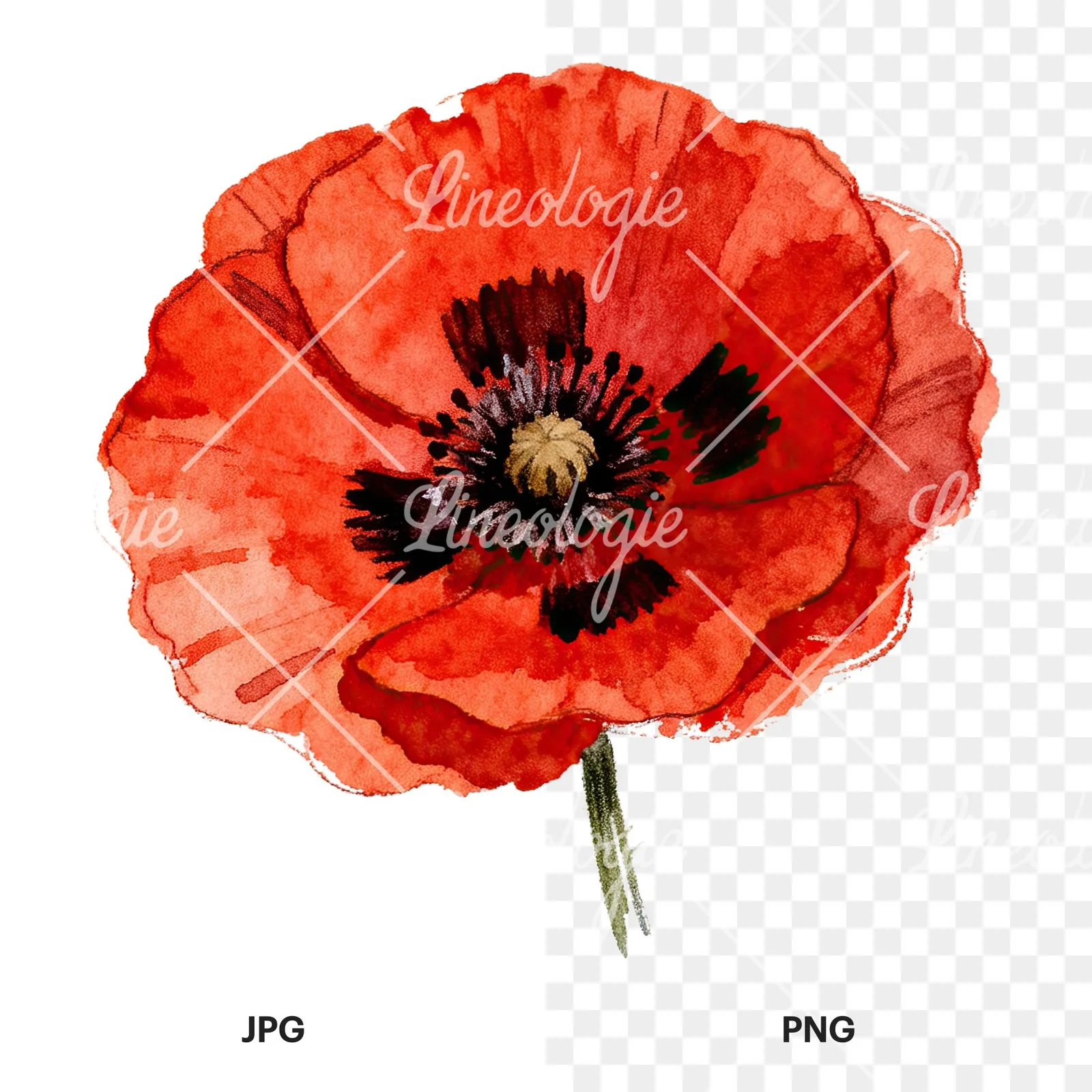 Watercolor red poppy flower clipart 5 of 6, as a JPG on white and a transparent PNG