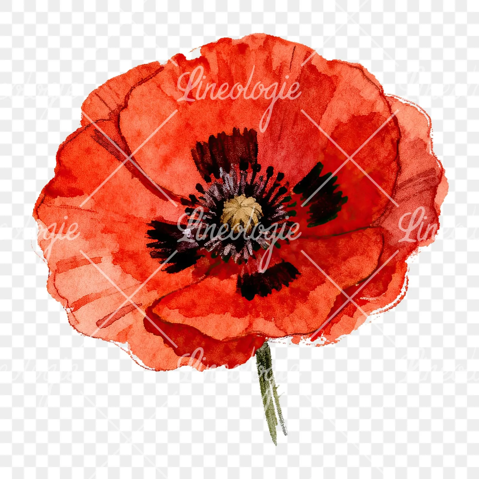 Watercolor red poppy flower clipart 5 of 6 on a transparent background (PNG)