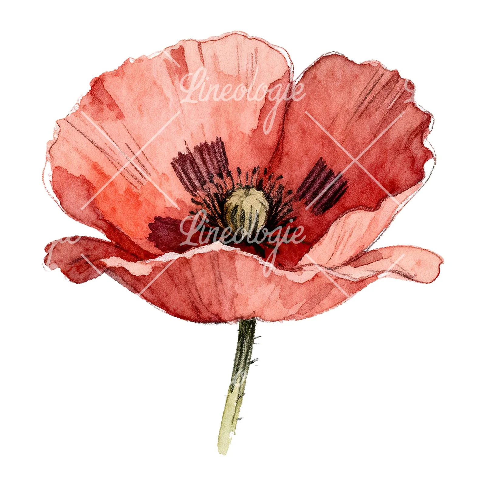 Watercolor red poppy flower clipart 6 of 6 on a white background (JPG)