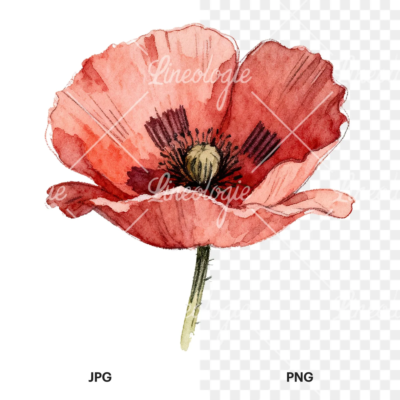 Watercolor red poppy flower clipart 6 of 6, as a JPG on white and a transparent PNG