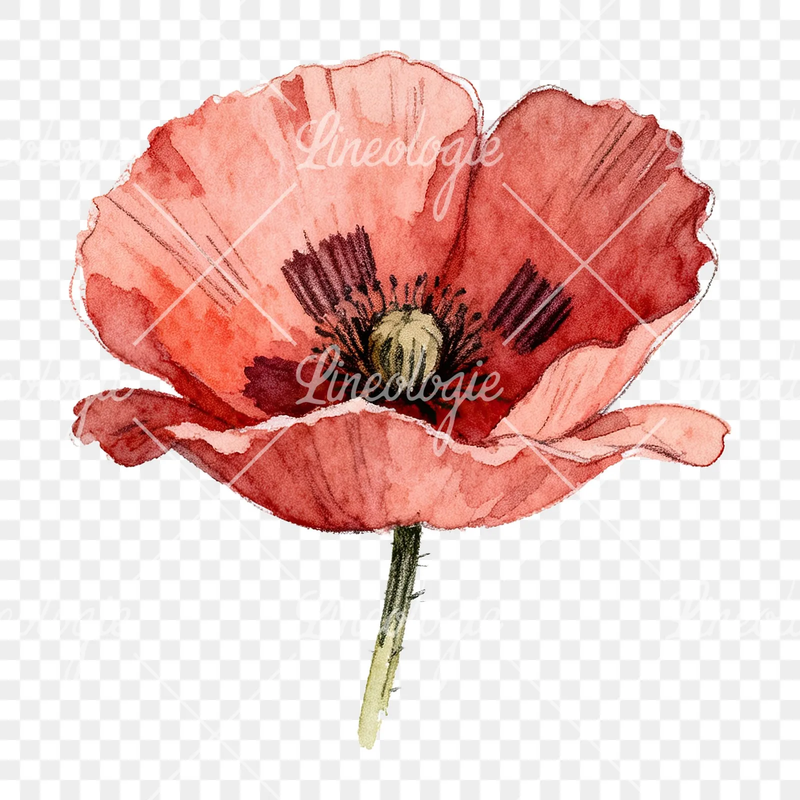 Watercolor red poppy flower clipart 6 of 6 on a transparent background (PNG)
