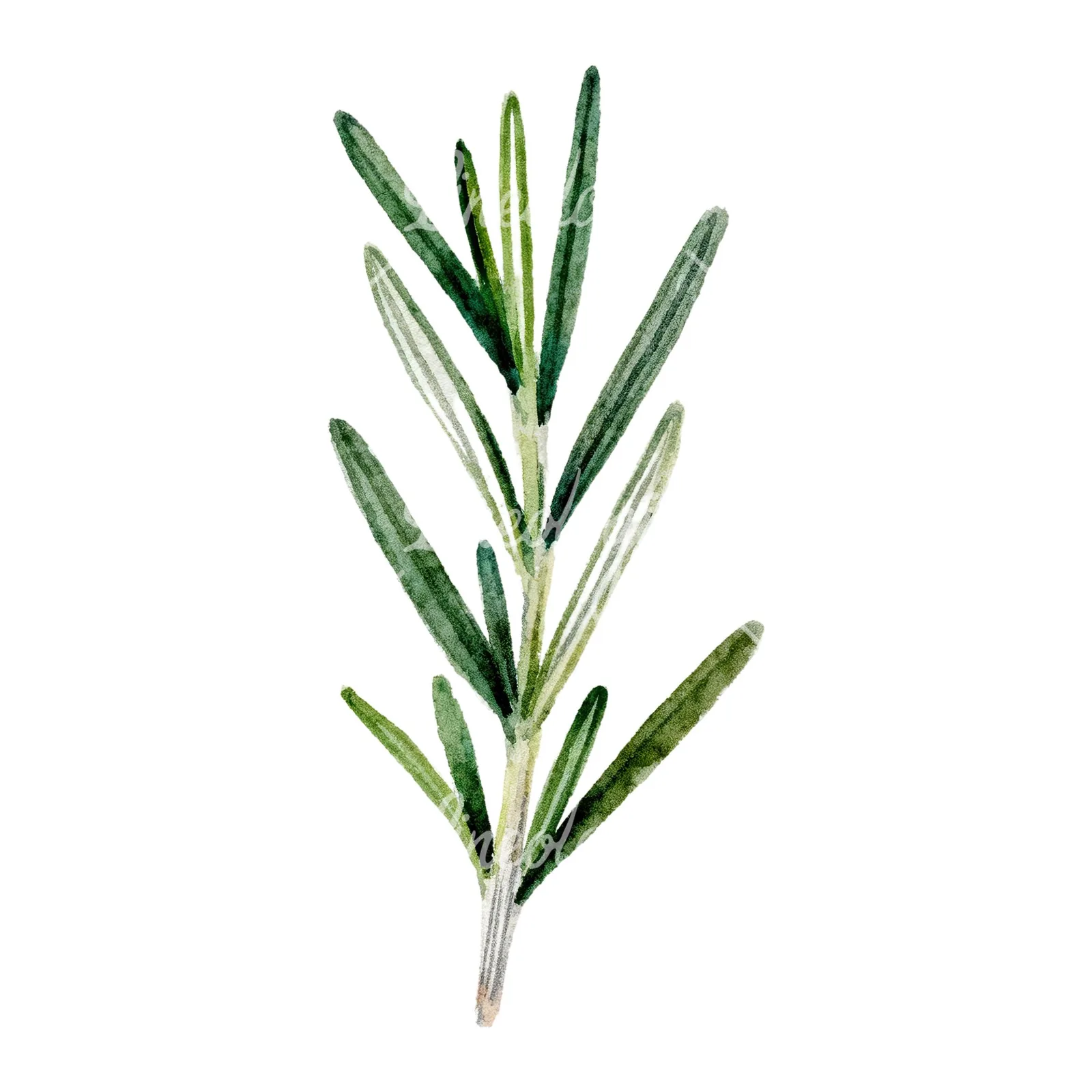 Watercolor rosemary sprigs branch clipart 1 of 6 on a white background (JPG)
