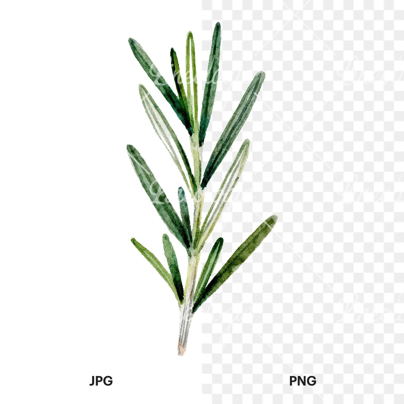 Watercolor rosemary sprigs branch clipart 1 of 6, as a JPG on white and a transparent PNG