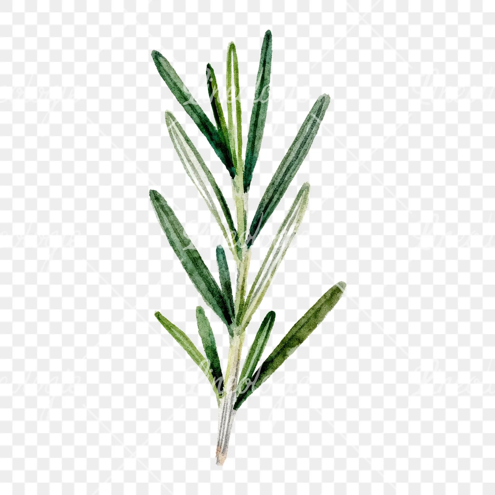 Watercolor rosemary sprigs branch clipart 1 of 6 on a transparent background (PNG)