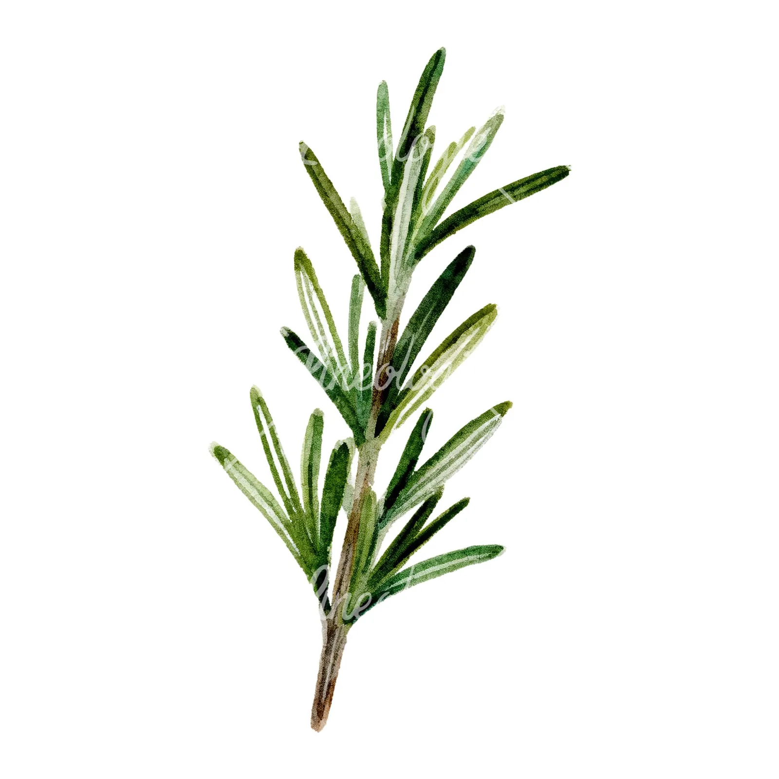 Watercolor rosemary sprigs branch clipart 2 of 6 on a white background (JPG)