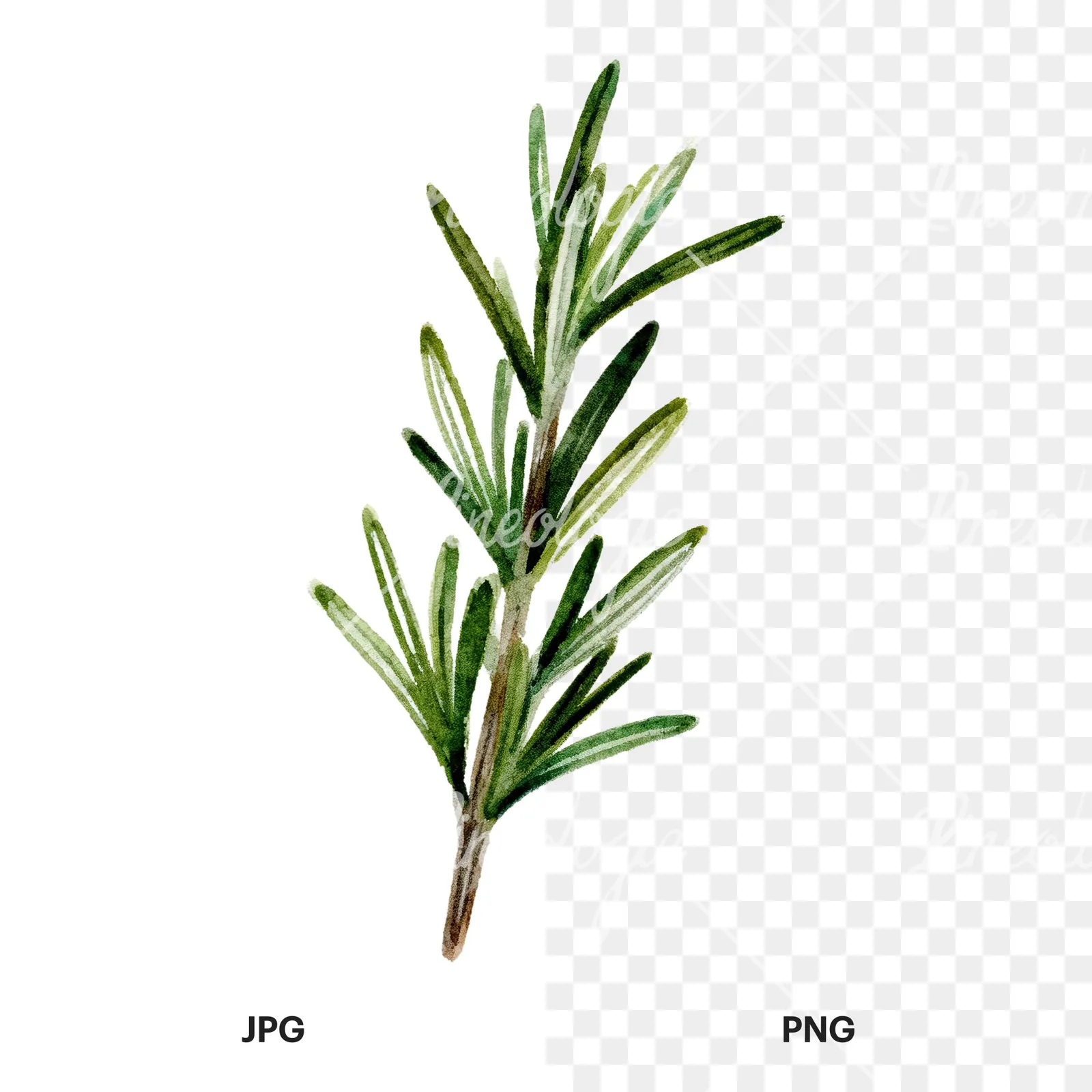 Watercolor rosemary sprigs branch clipart 2 of 6, as a JPG on white and a transparent PNG