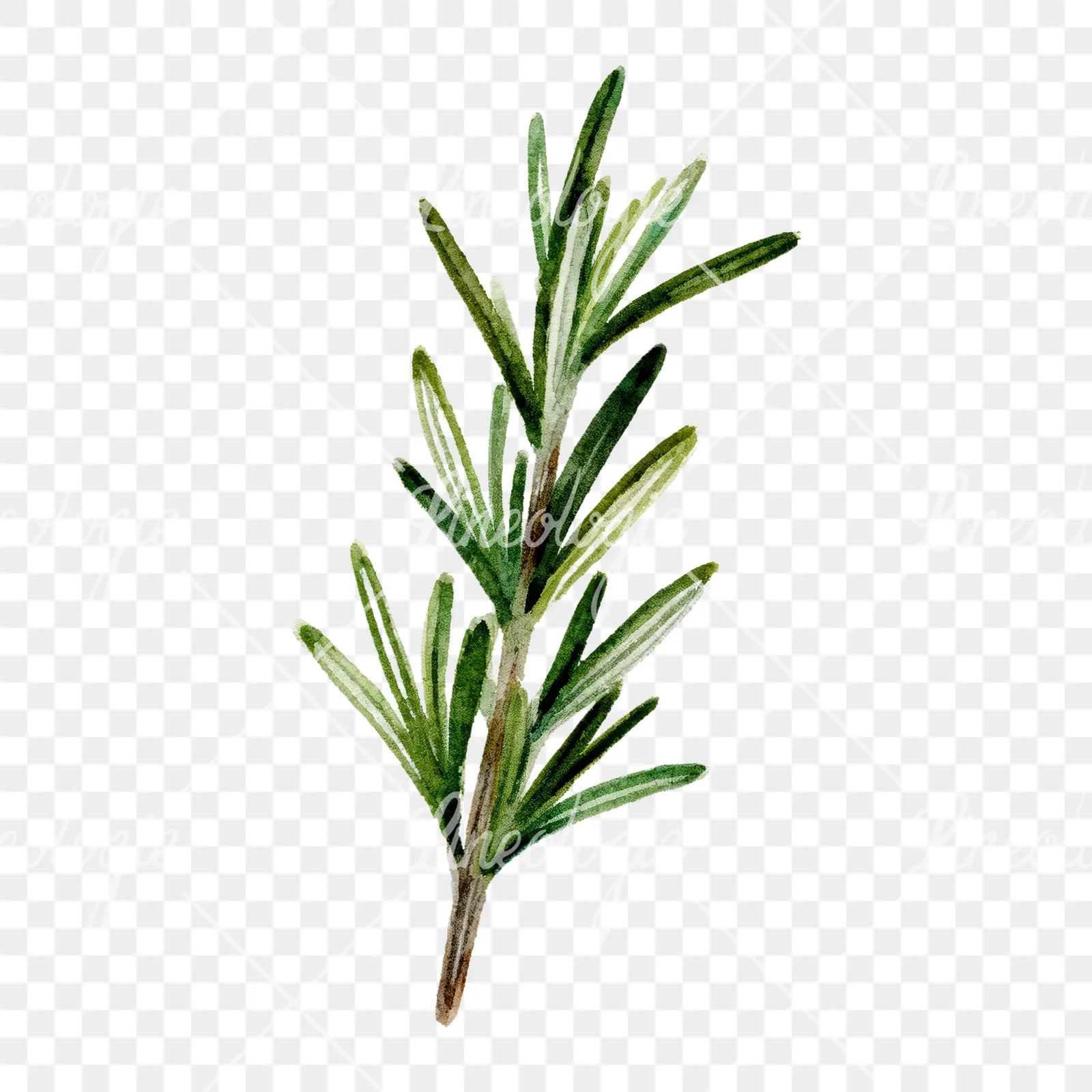 Watercolor rosemary sprigs branch clipart 2 of 6 on a transparent background (PNG)