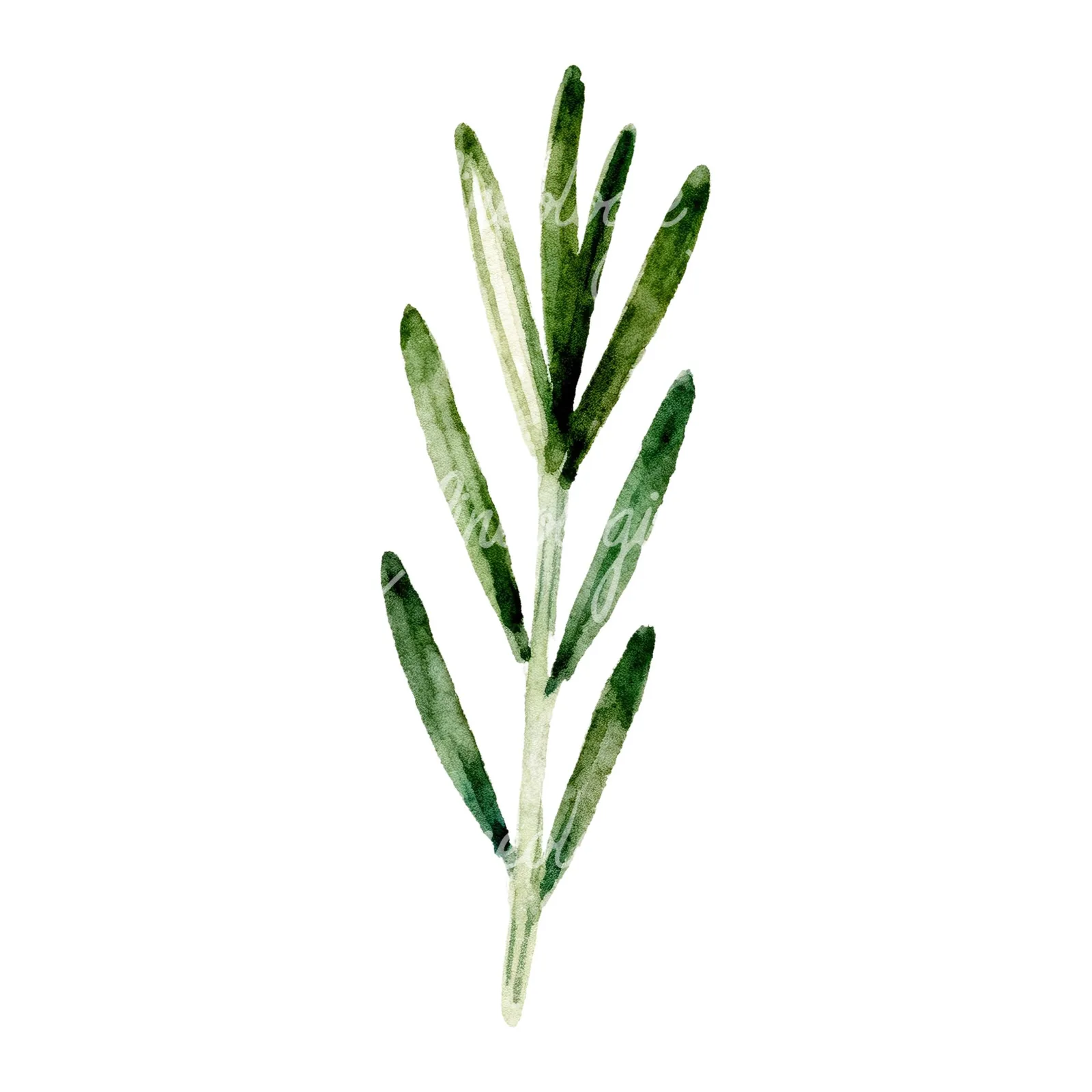 Watercolor rosemary sprigs branch clipart 3 of 6 on a white background (JPG)