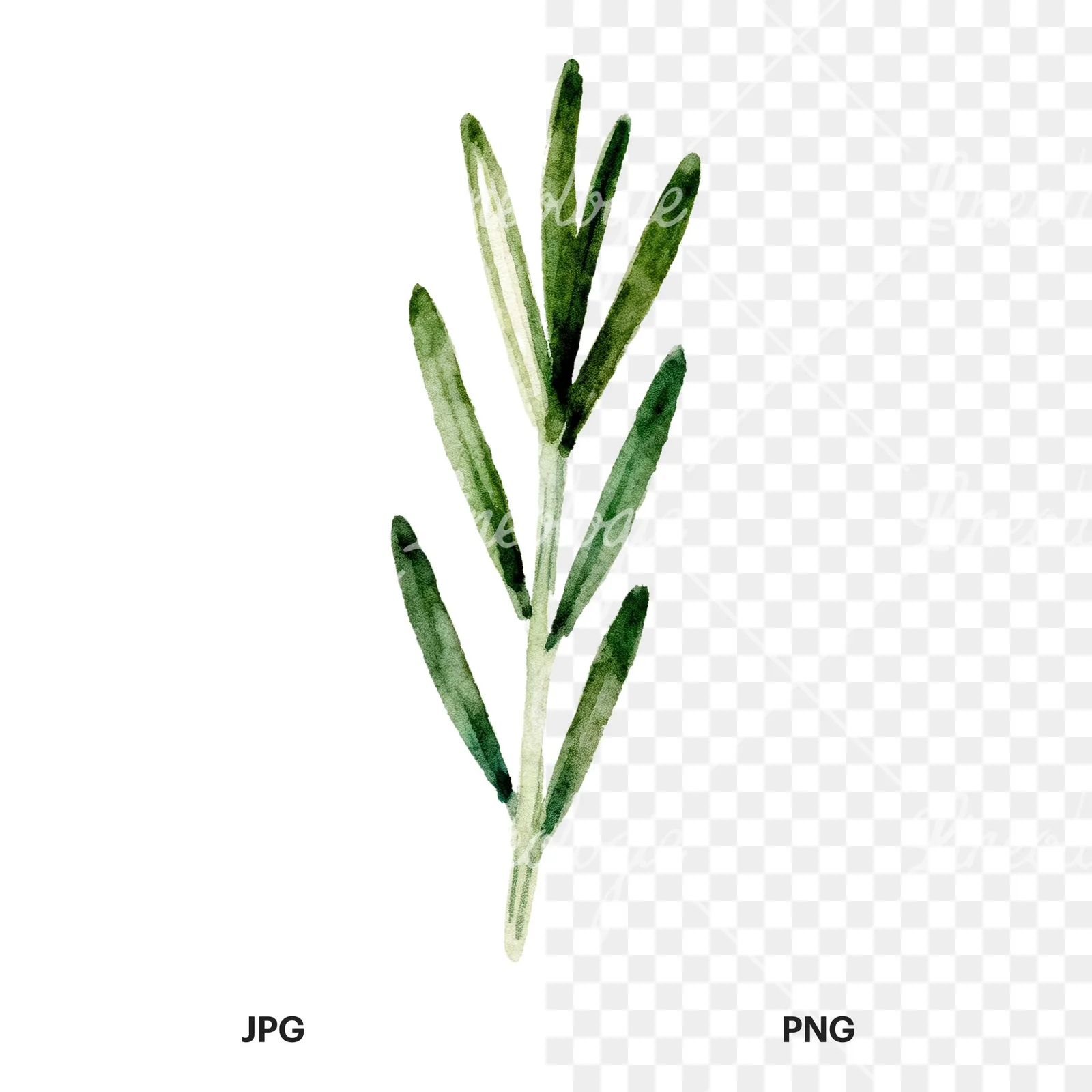 Watercolor rosemary sprigs branch clipart 3 of 6, as a JPG on white and a transparent PNG