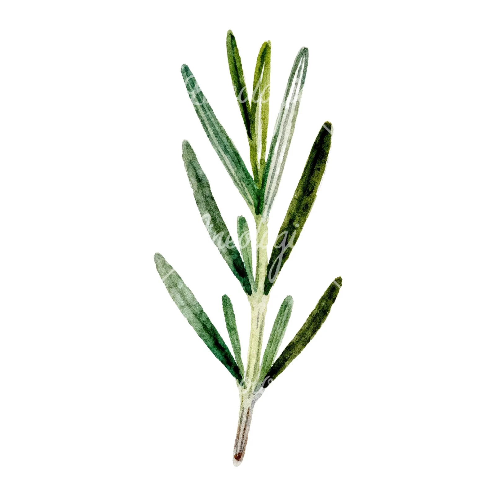 Watercolor rosemary sprigs branch clipart 4 of 6 on a white background (JPG)