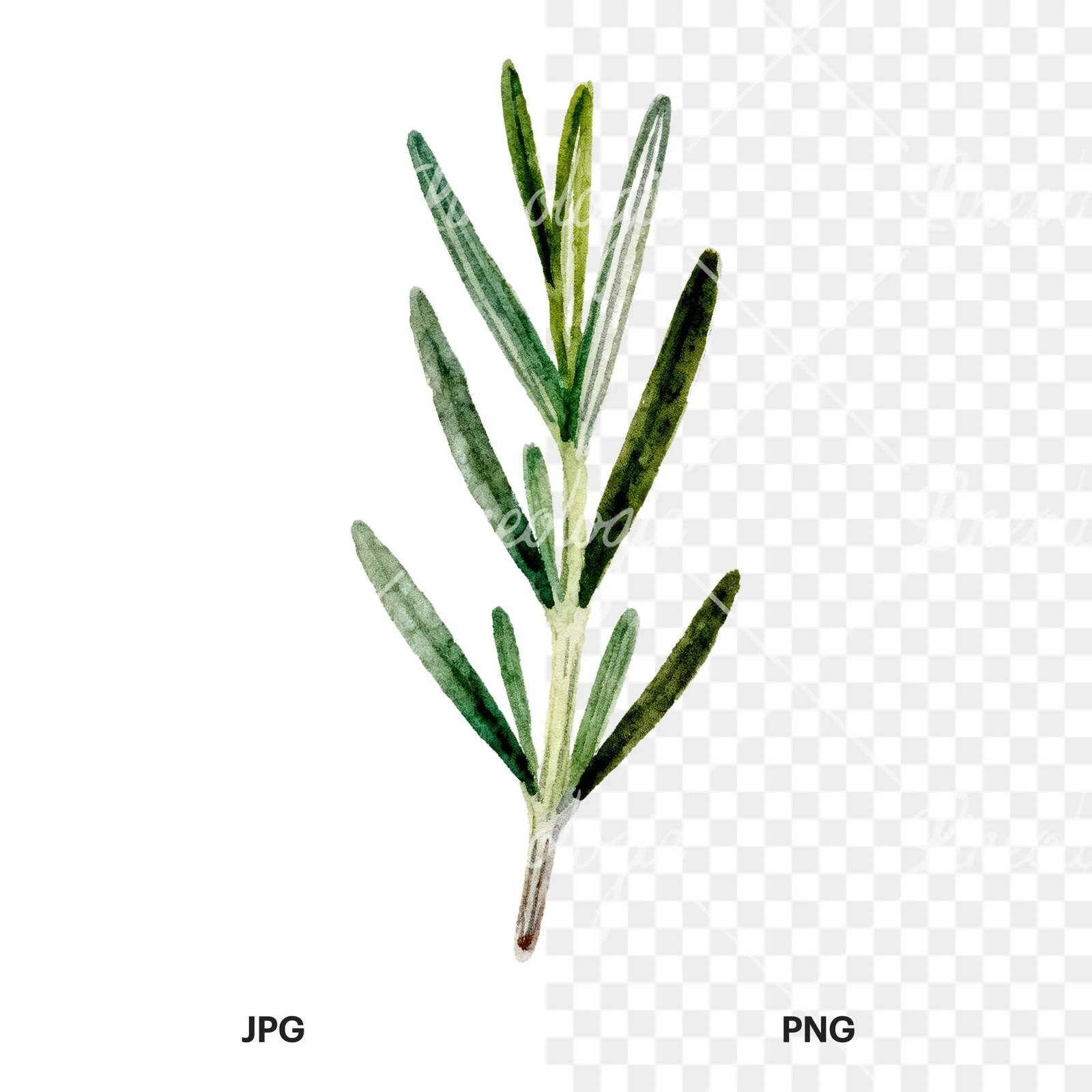 Watercolor rosemary sprigs branch clipart 4 of 6, as a JPG on white and a transparent PNG