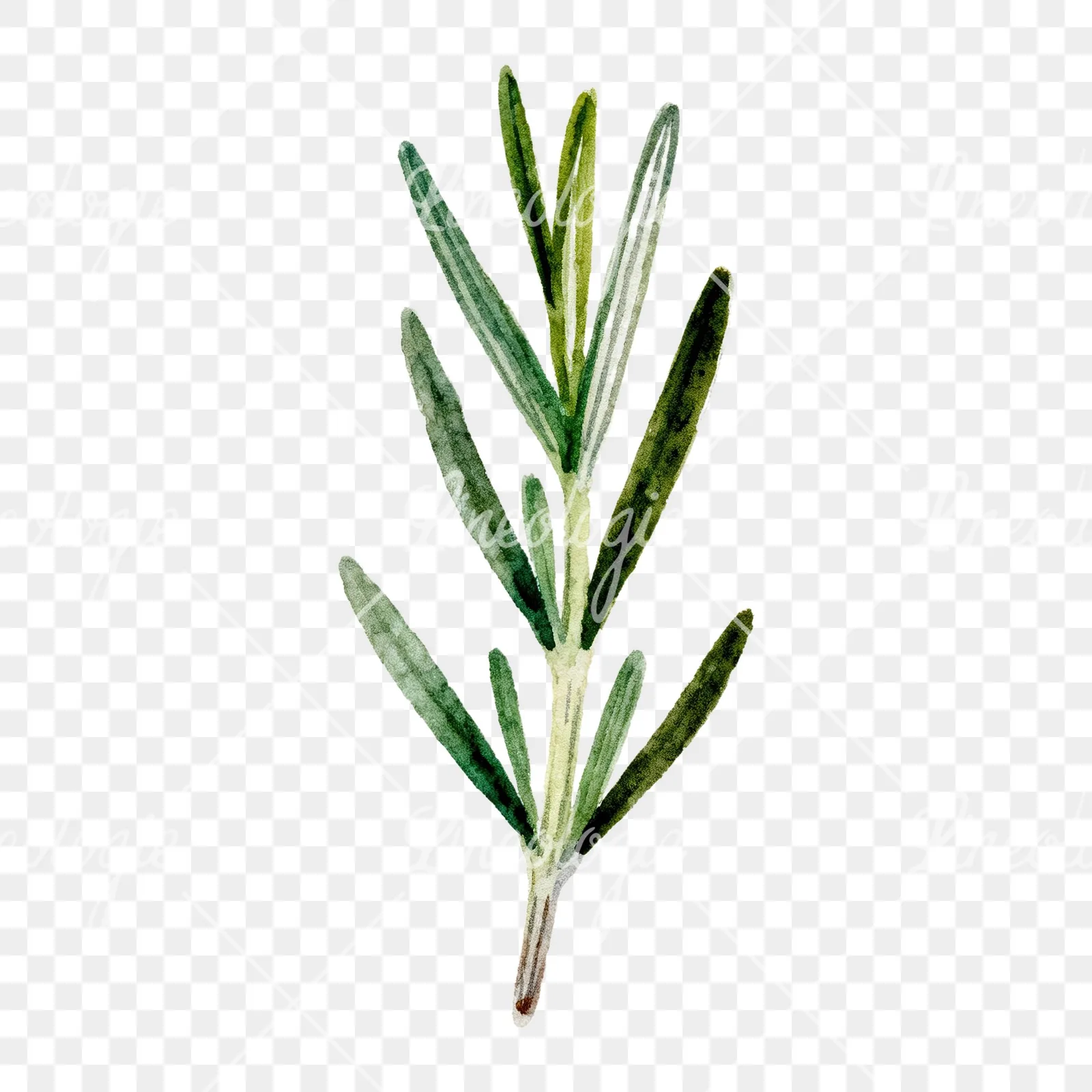 Watercolor rosemary sprigs branch clipart 4 of 6 on a transparent background (PNG)