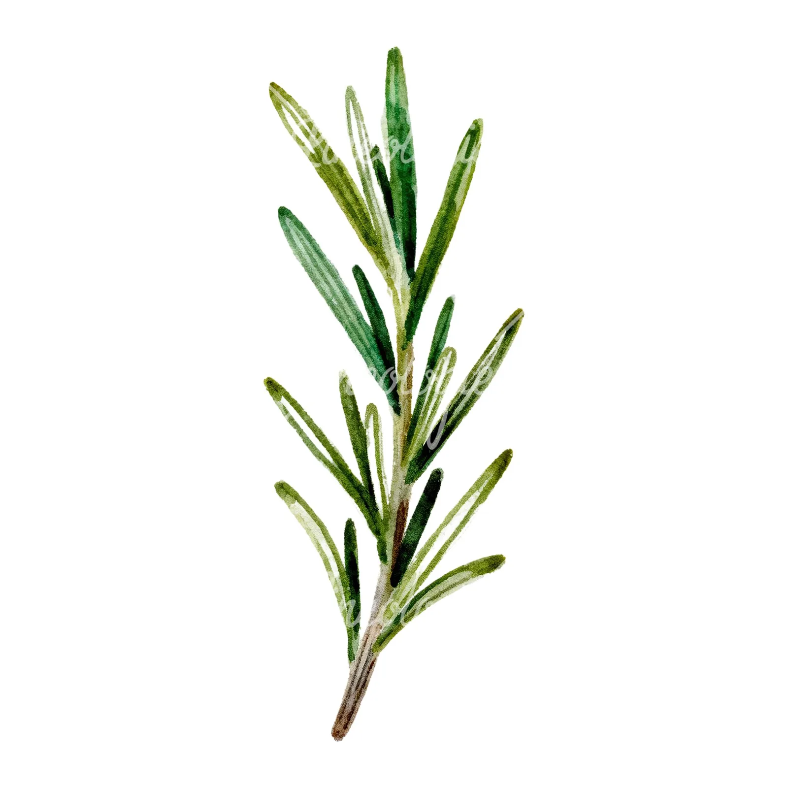 Watercolor rosemary sprigs branch clipart 5 of 6 on a white background (JPG)