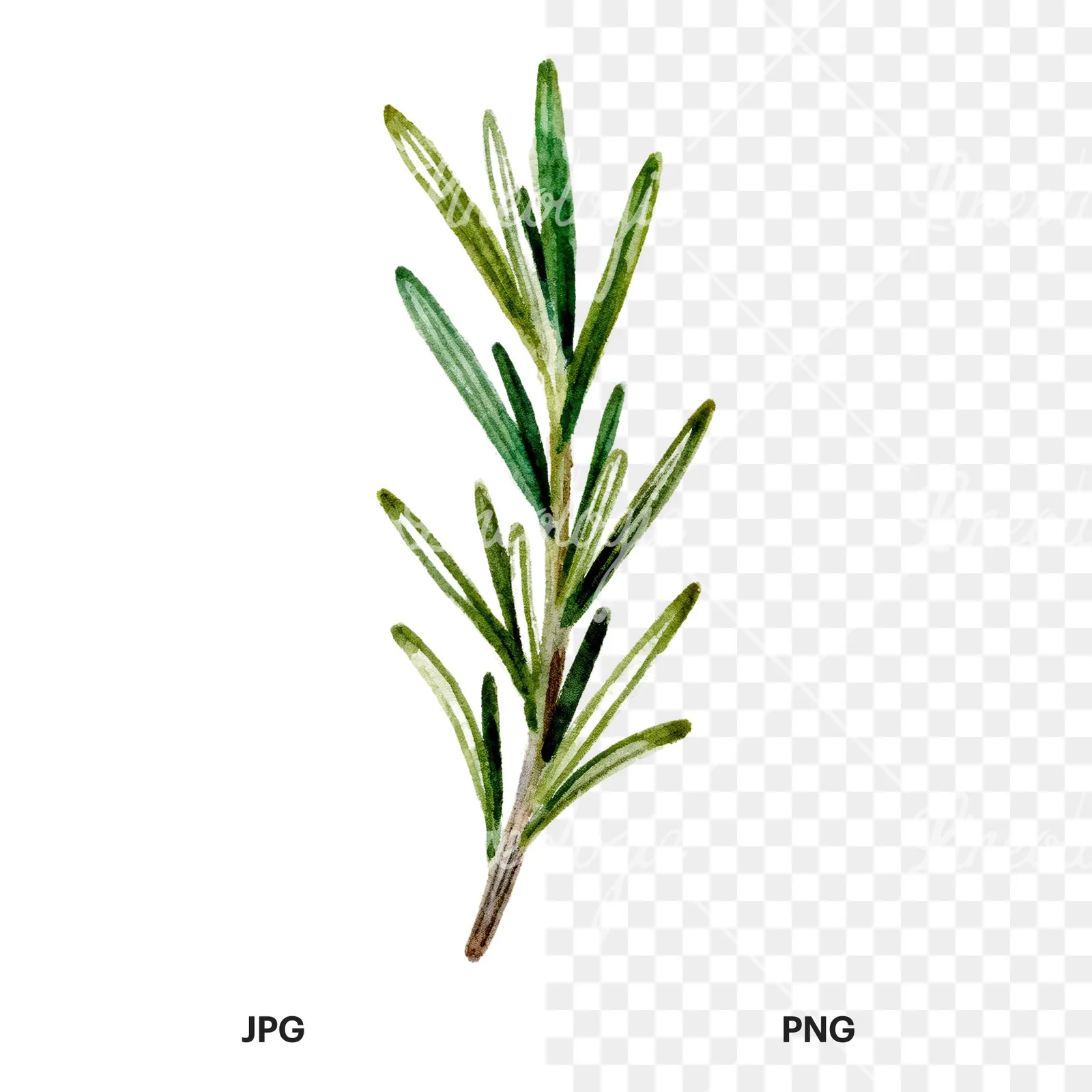 Watercolor rosemary sprigs branch clipart 5 of 6, as a JPG on white and a transparent PNG