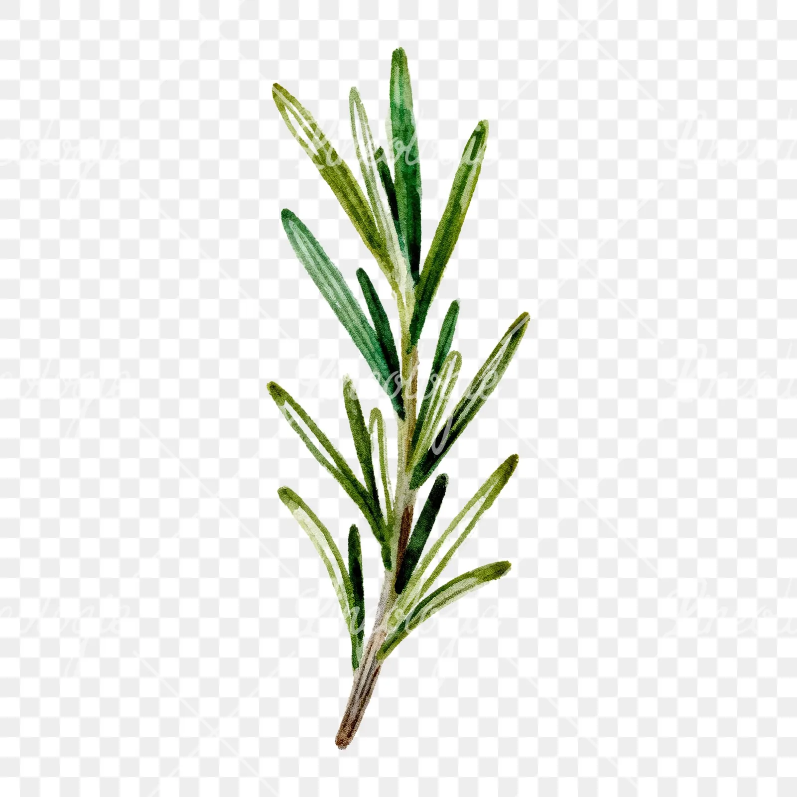 Watercolor rosemary sprigs branch clipart 5 of 6 on a transparent background (PNG)