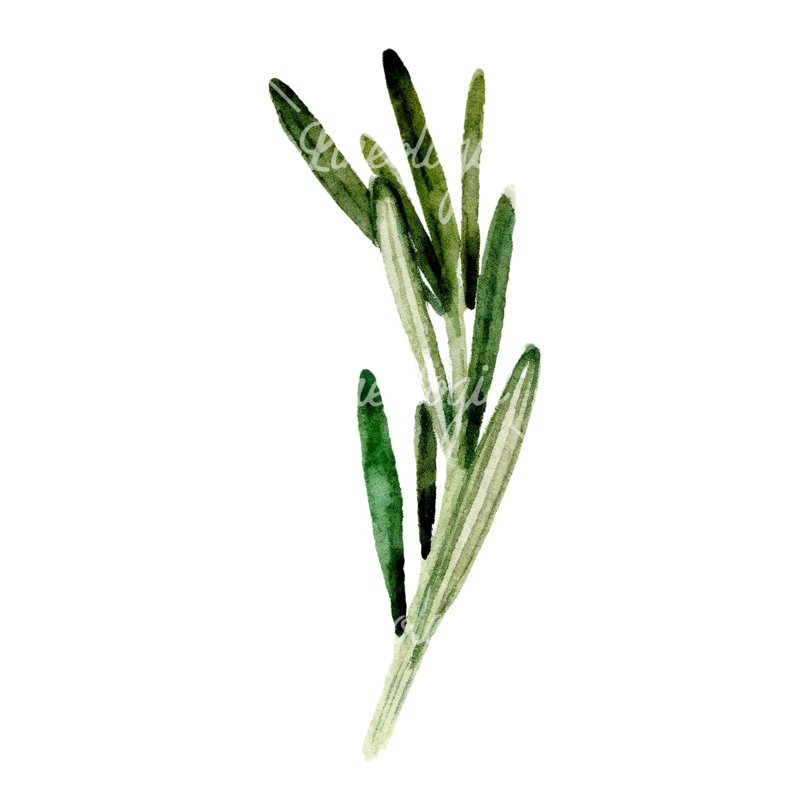 Watercolor rosemary sprigs branch clipart 6 of 6 on a white background (JPG)