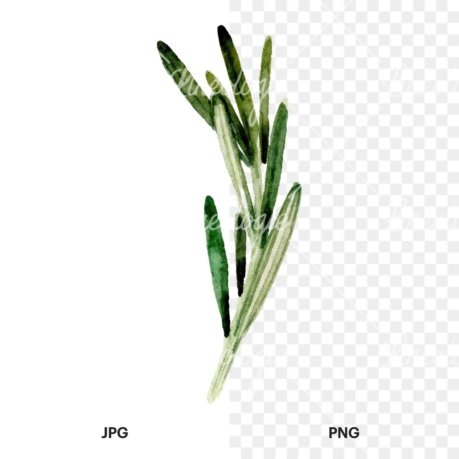 Watercolor rosemary sprigs branch clipart 6 of 6, as a JPG on white and a transparent PNG