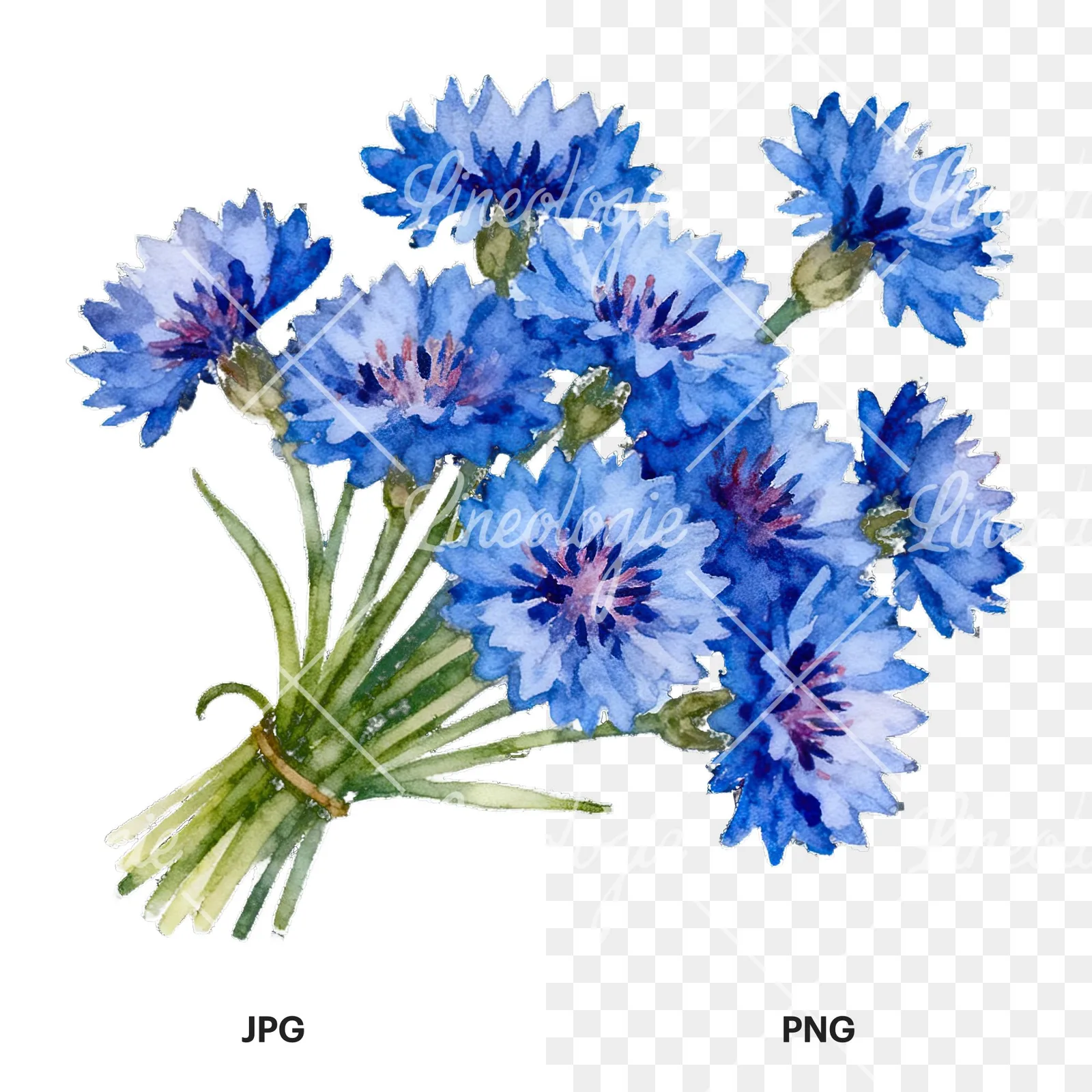 Watercolor blue pink white cornflower bouquet clipart 1 of 6, as a JPG on white and a transparent PNG