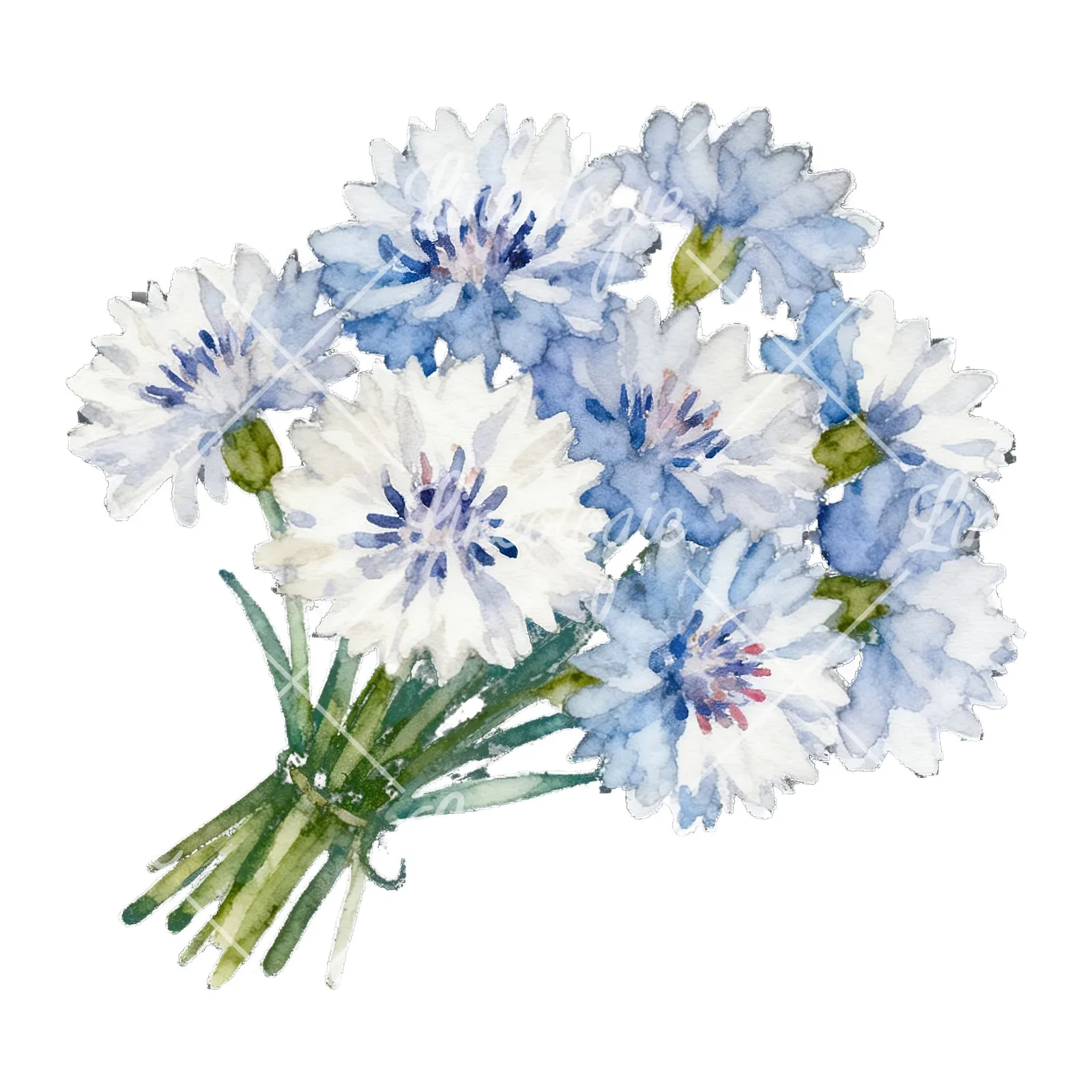 Watercolor blue pink white cornflower bouquet clipart 5 of 6 on a white background (JPG)