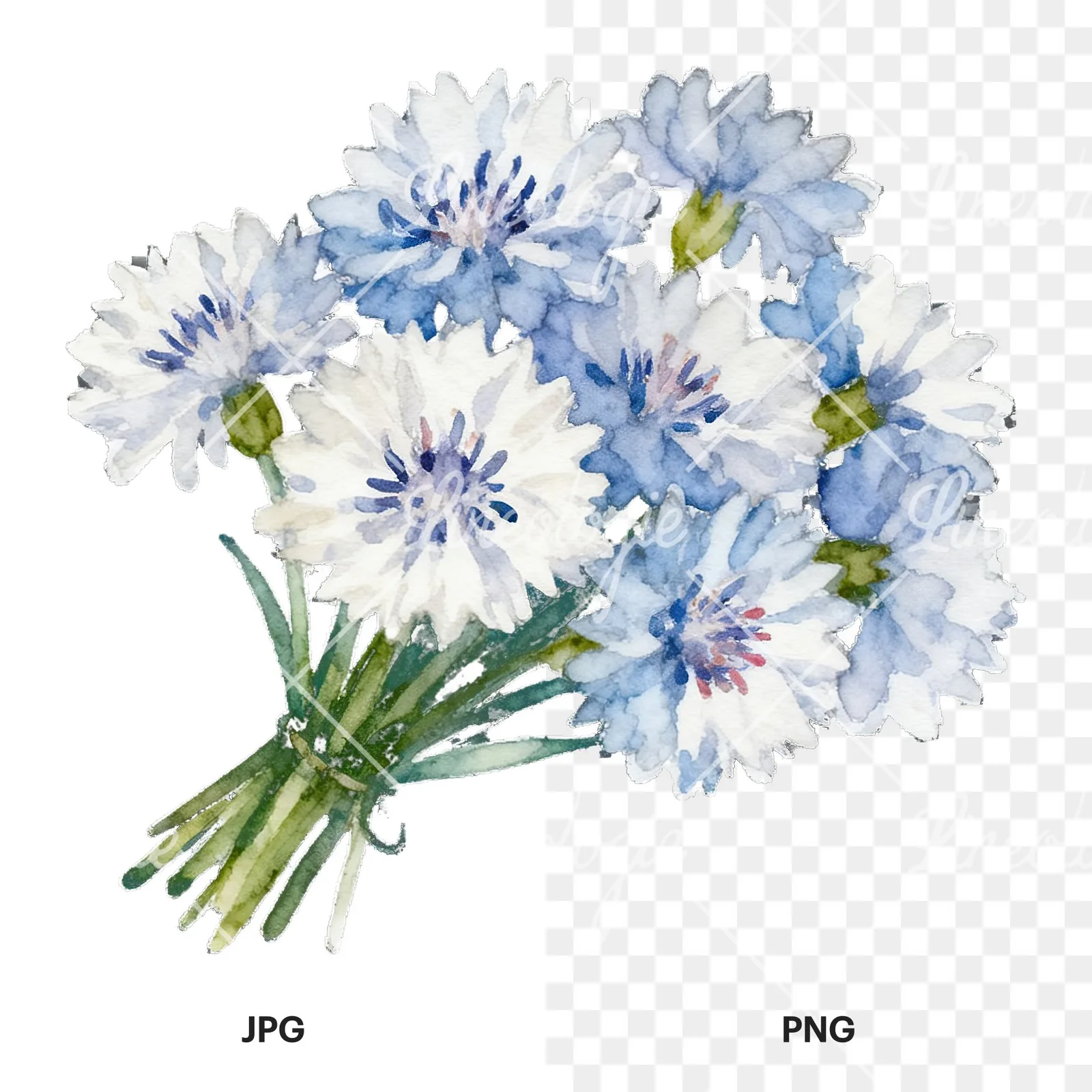 Watercolor blue pink white cornflower bouquet clipart 5 of 6, as a JPG on white and a transparent PNG