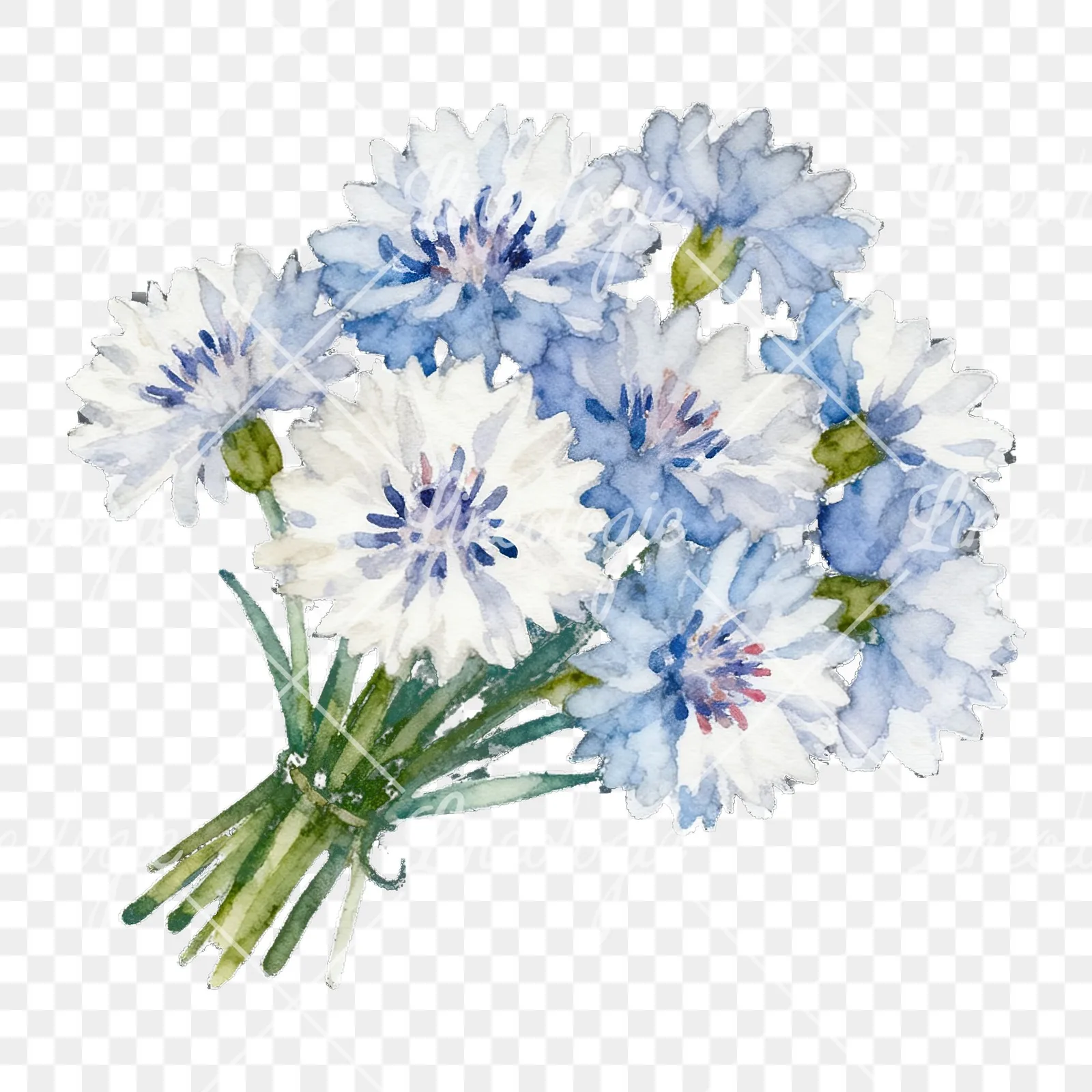 Watercolor blue pink white cornflower bouquet clipart 5 of 6 on a transparent background (PNG)