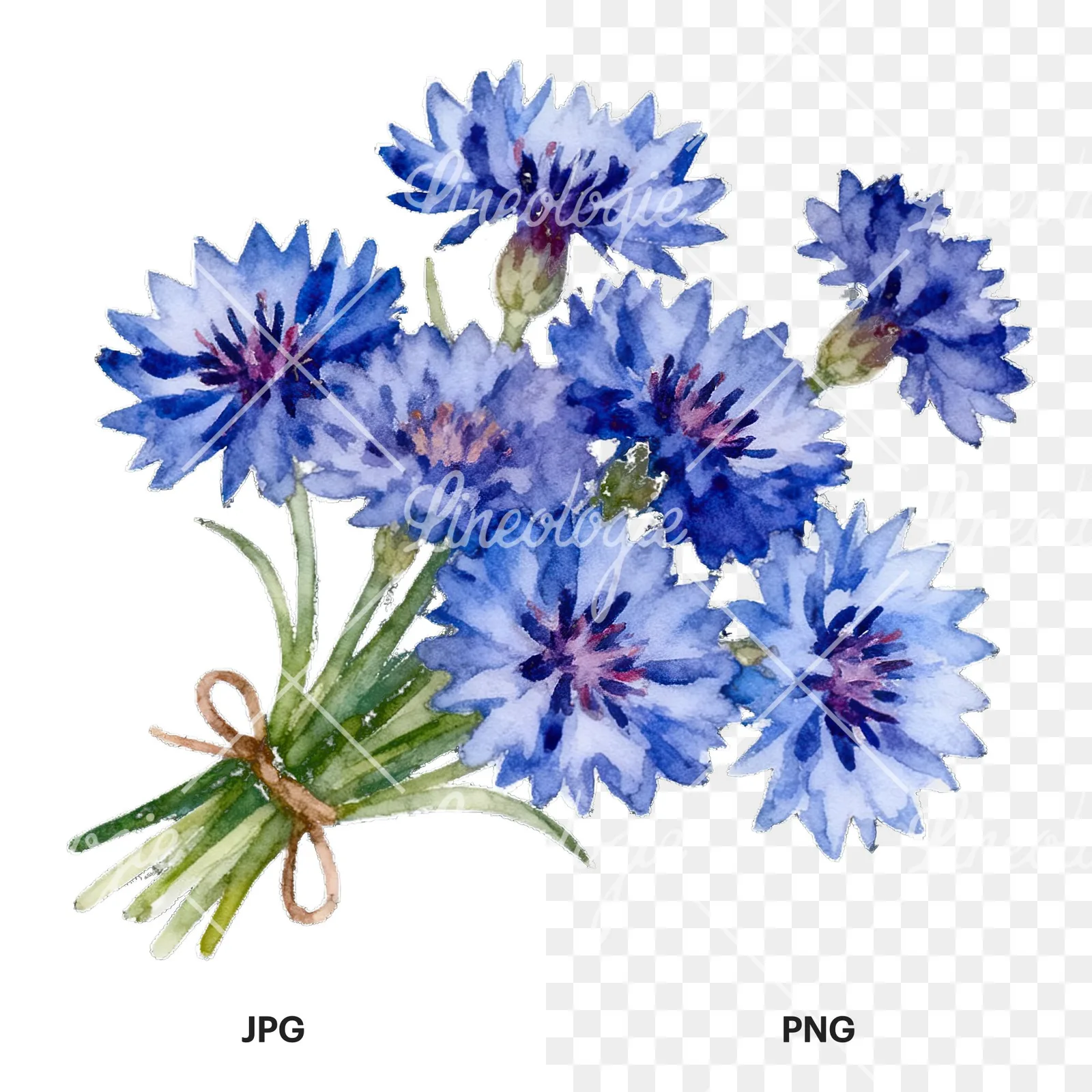 Watercolor blue pink white cornflower bouquet clipart 6 of 6, as a JPG on white and a transparent PNG